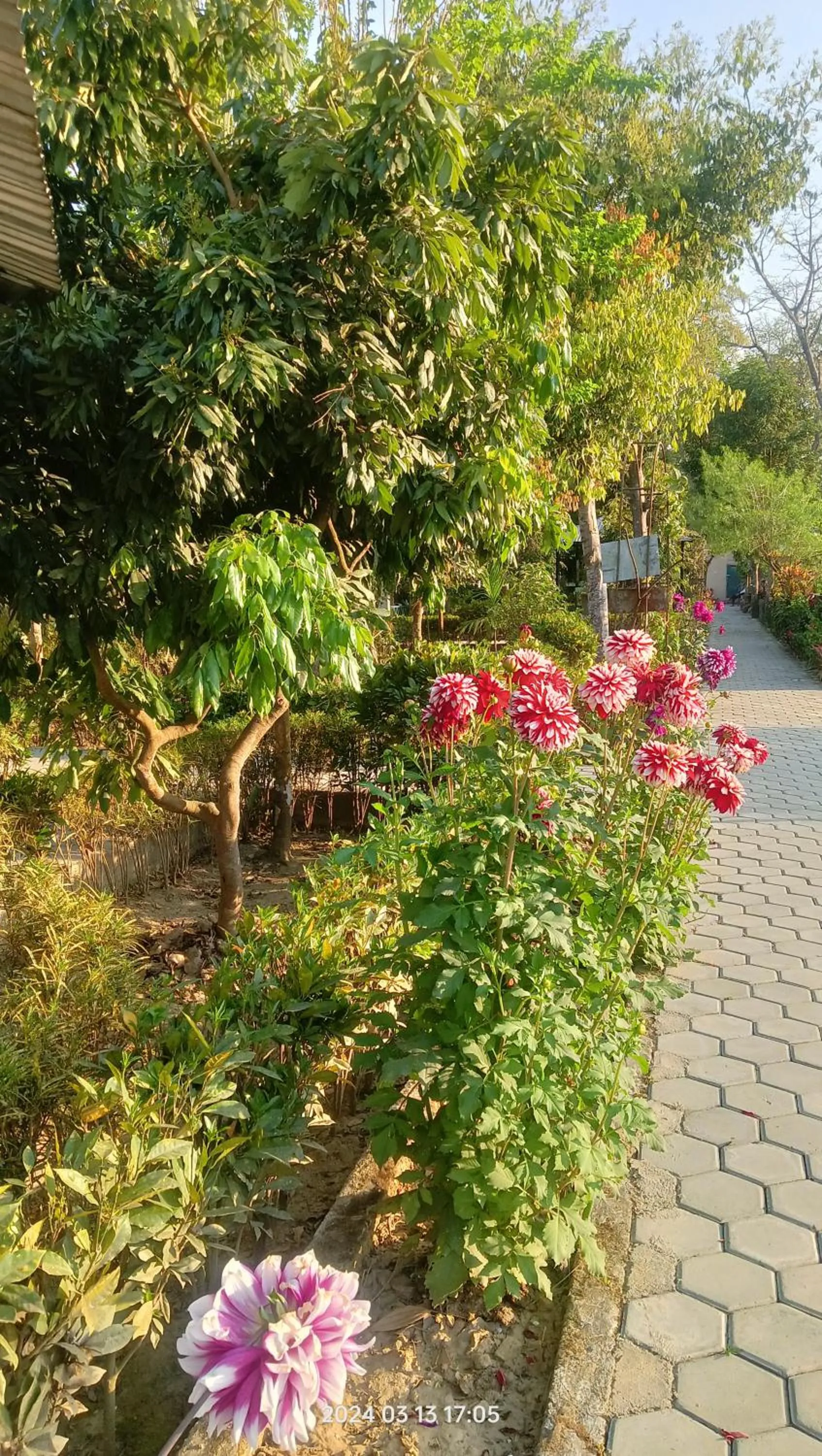 Garden in Hotel Butterfly - Peaceful Garden for Nature Lovers