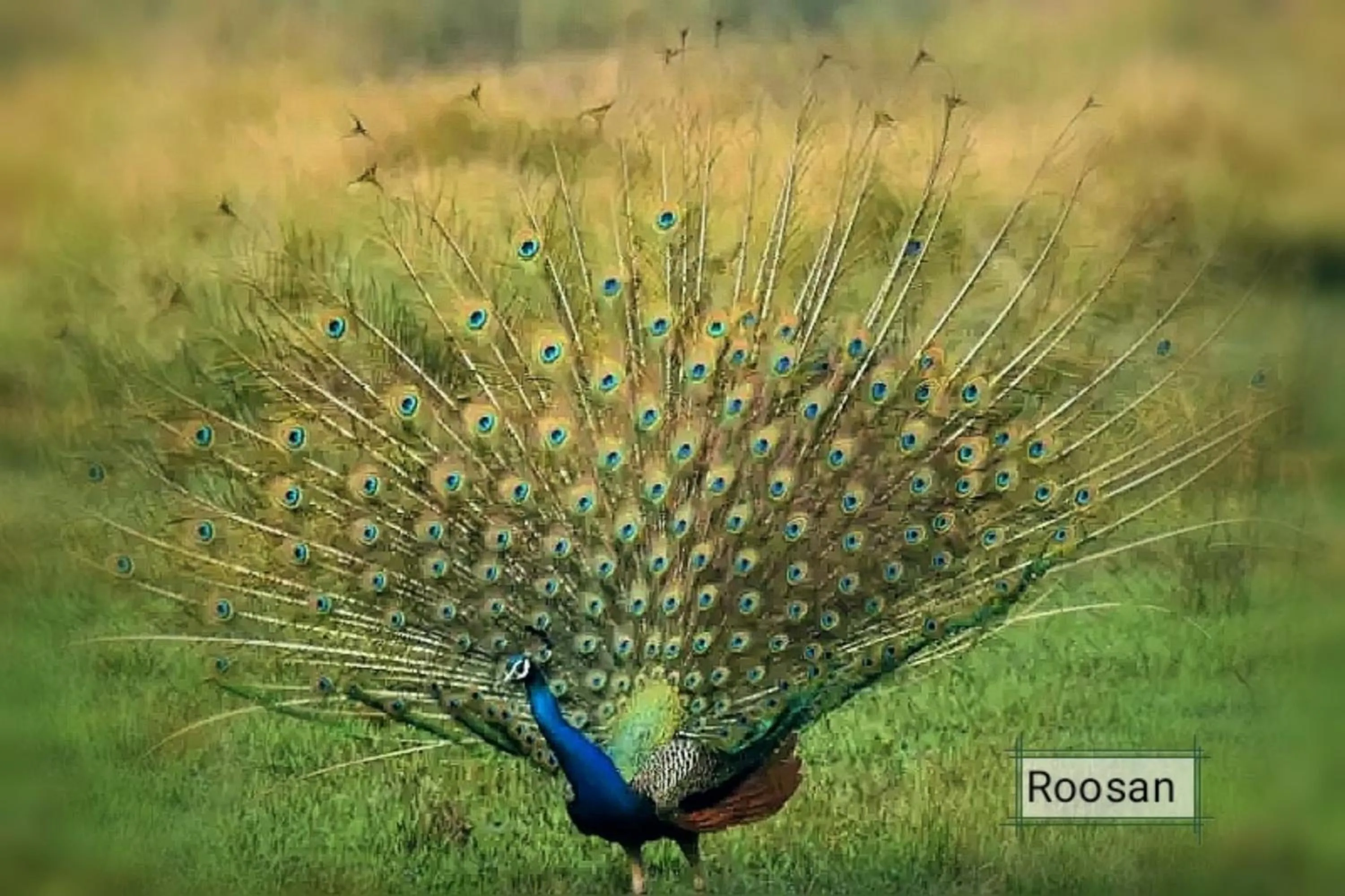 Animals in Hotel Butterfly - Peaceful Garden for Nature Lovers