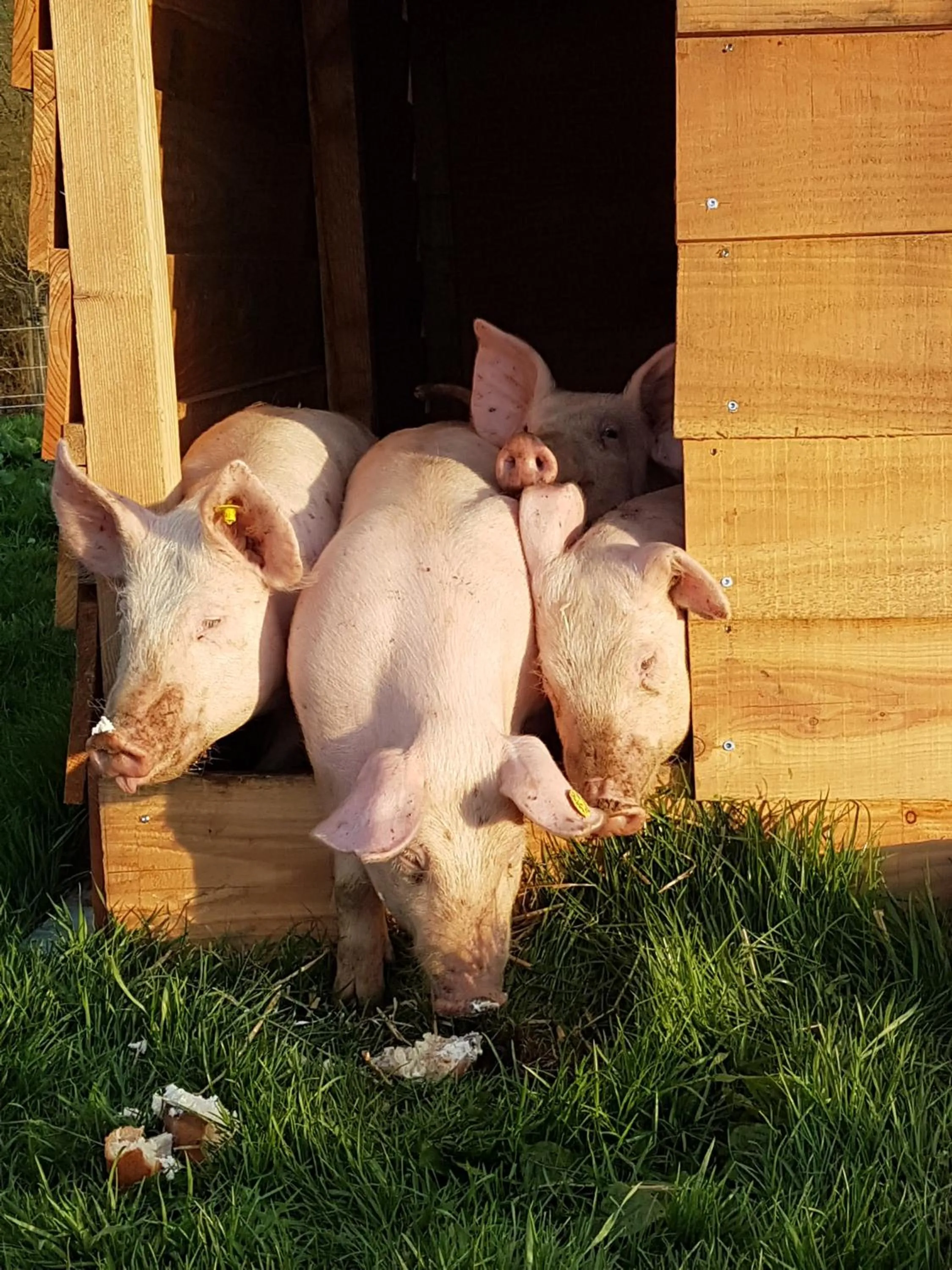 Hotel,Herberg & Appartementen de Smidse