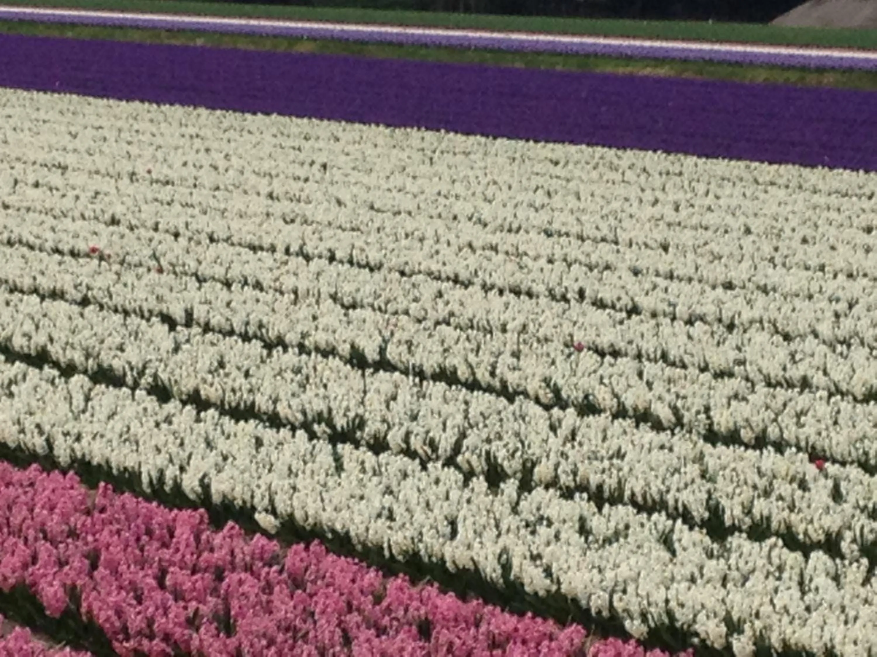 Area and facilities in Bed & Breakfast De Vier Seizoenen