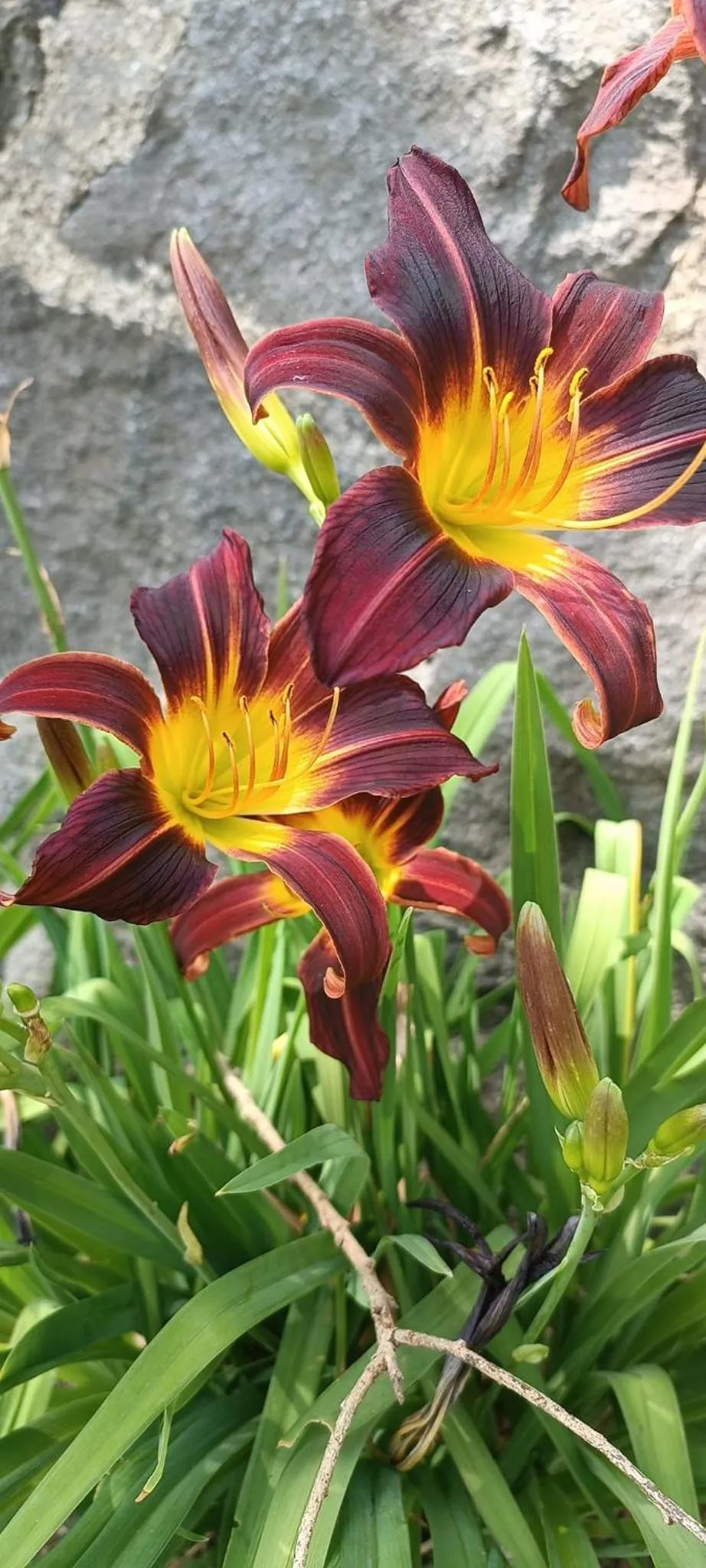 Garden in Hotel Restaurante La Villa de los Dioses