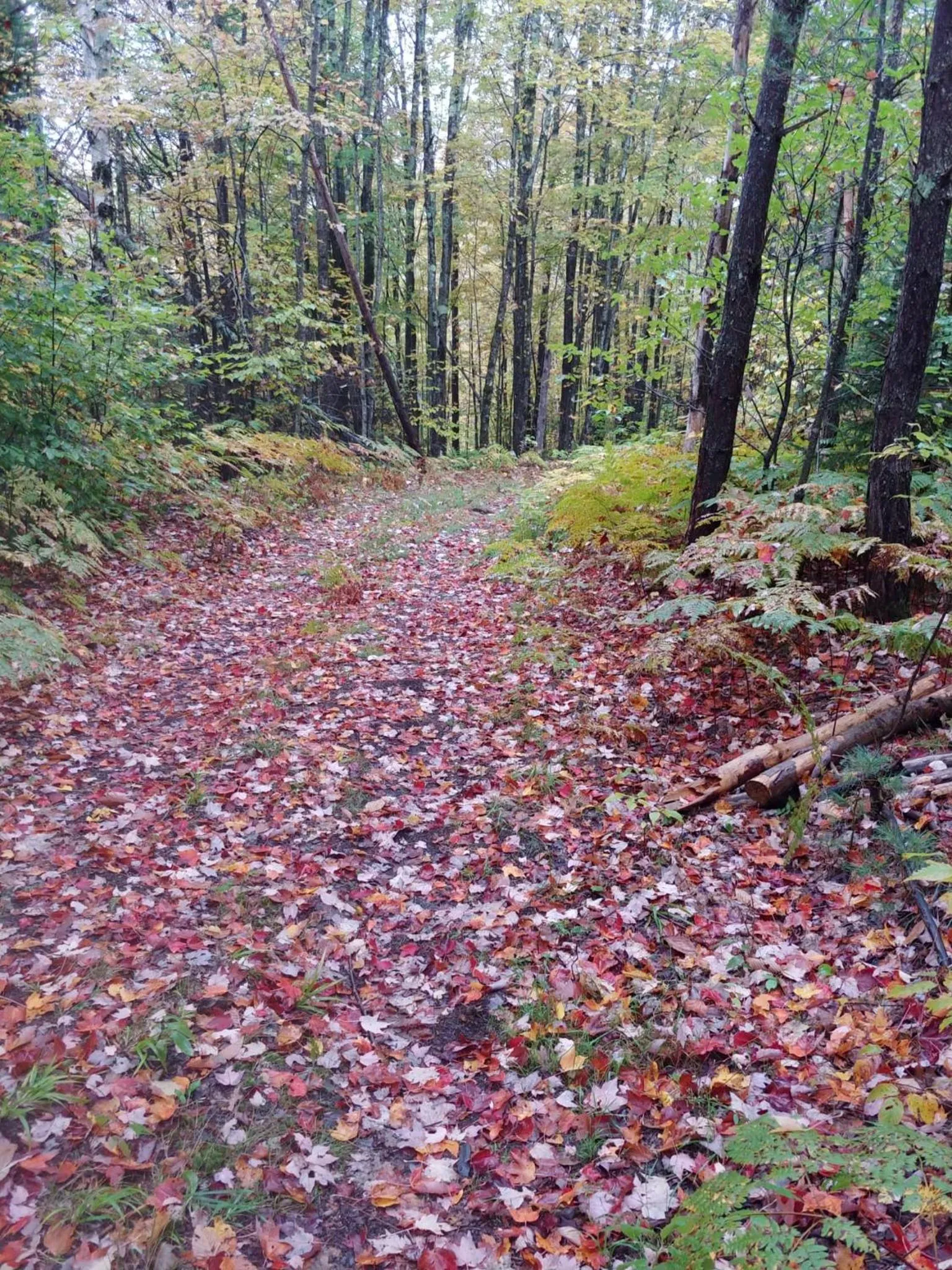 Natural landscape in Spacious country retreat close to town and nature, Sylvana Farm VT