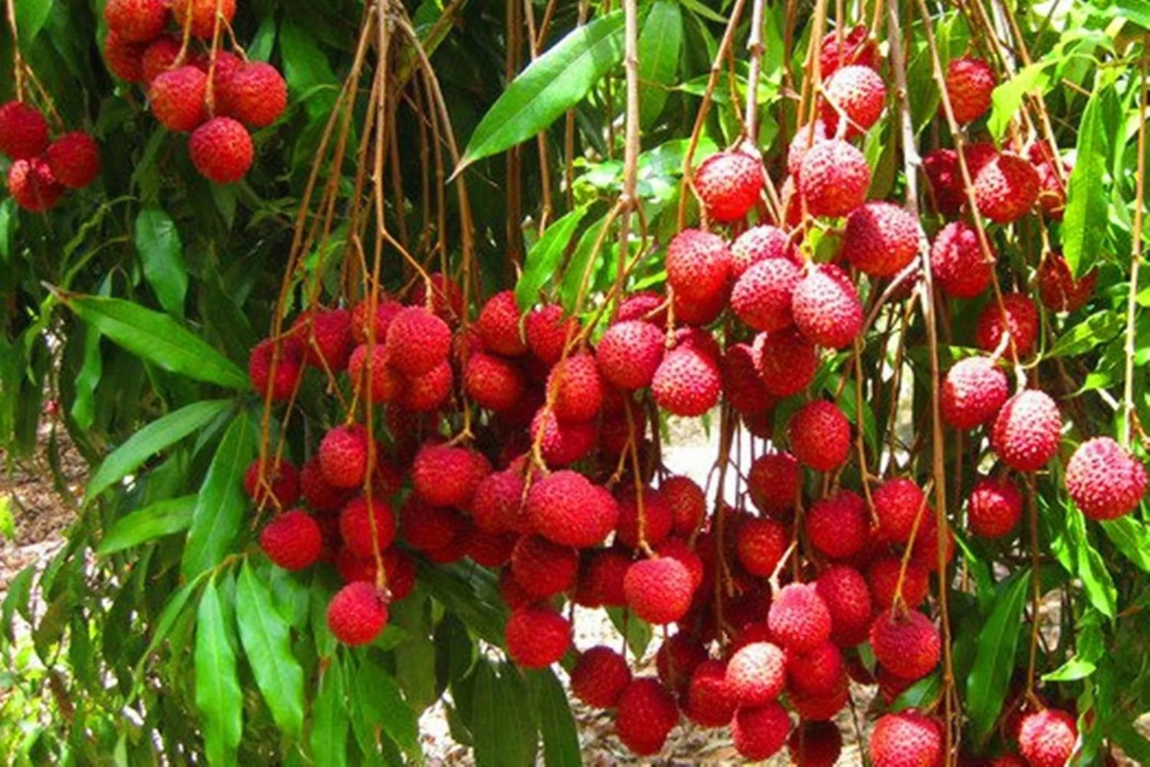 Garden in Warakorn Baansuan Amphawa