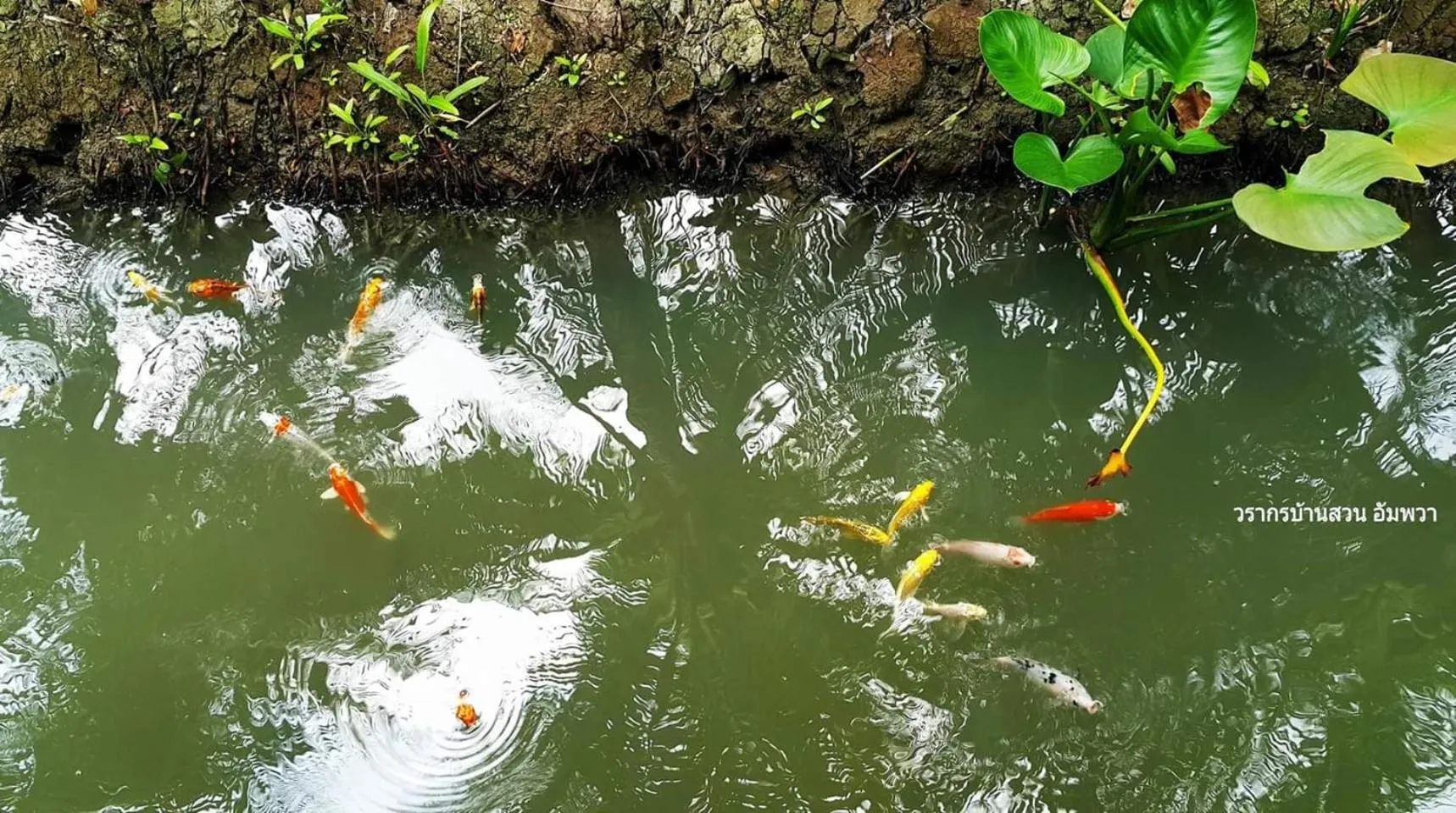 Warakorn Baansuan Amphawa