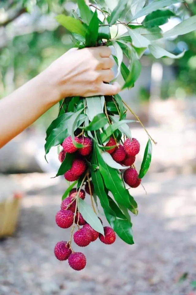 Warakorn Baansuan Amphawa