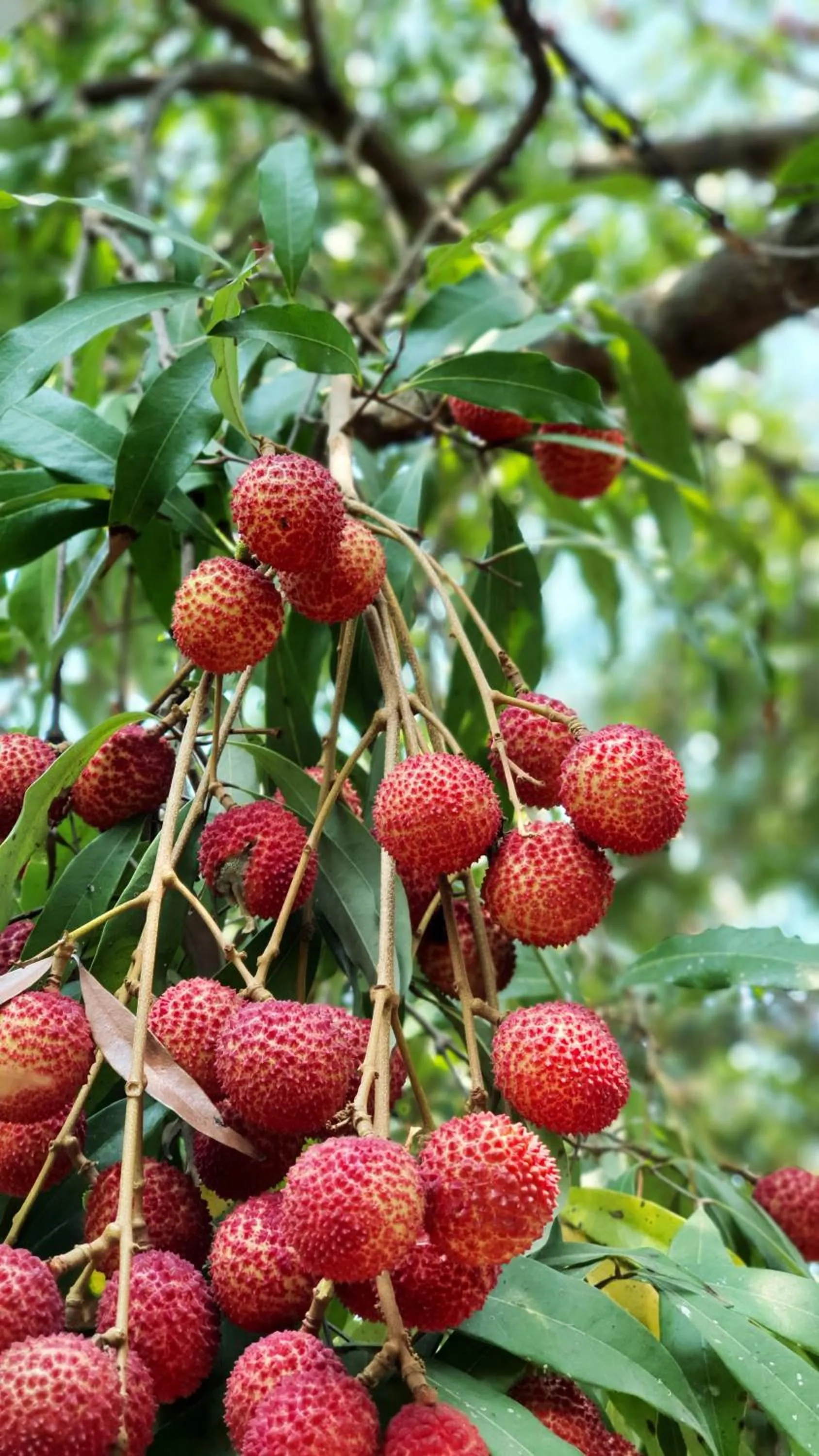 Warakorn Baansuan Amphawa