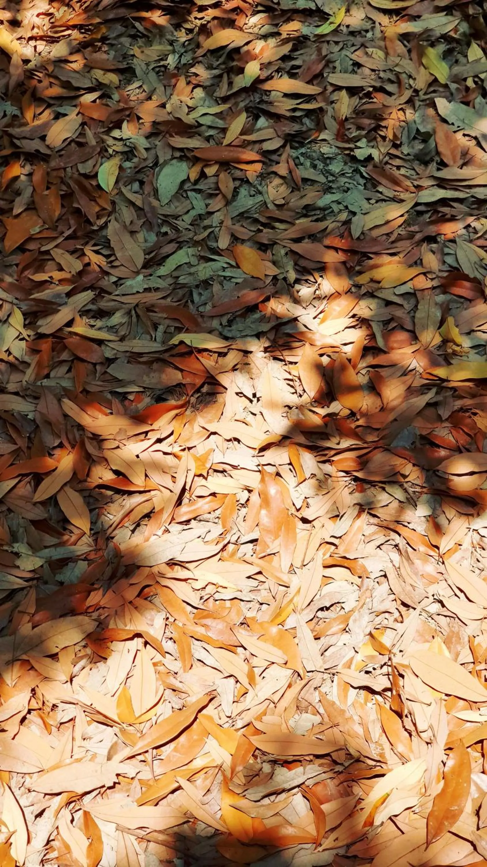 Warakorn Baansuan Amphawa