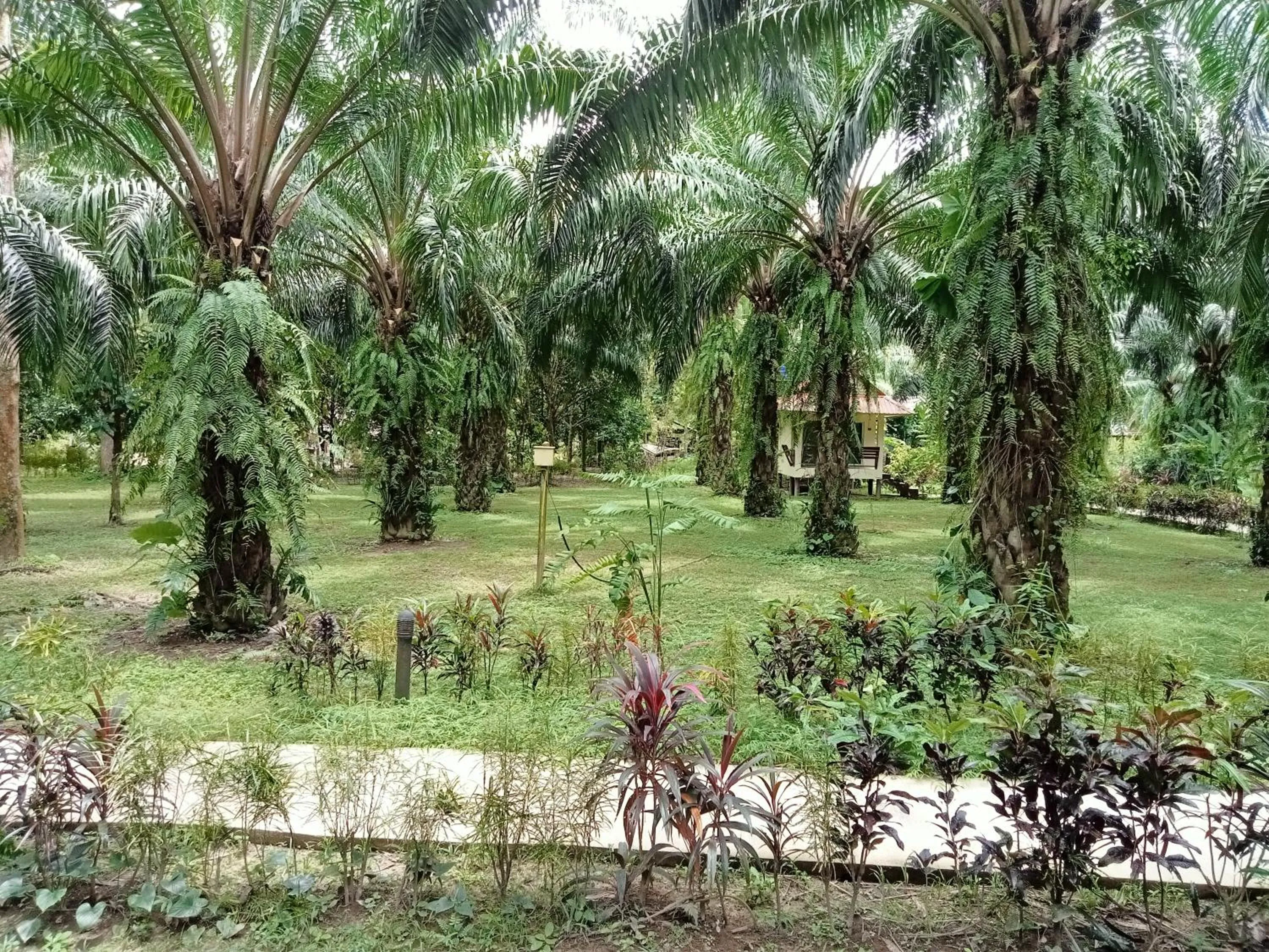 Khao Sok Palm Garden Resort