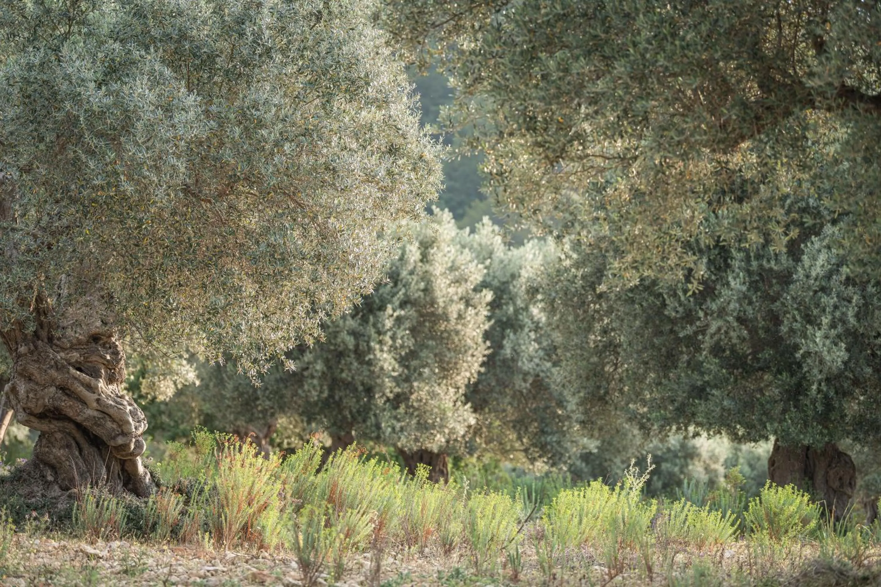 Natural landscape in Monnàber Vell