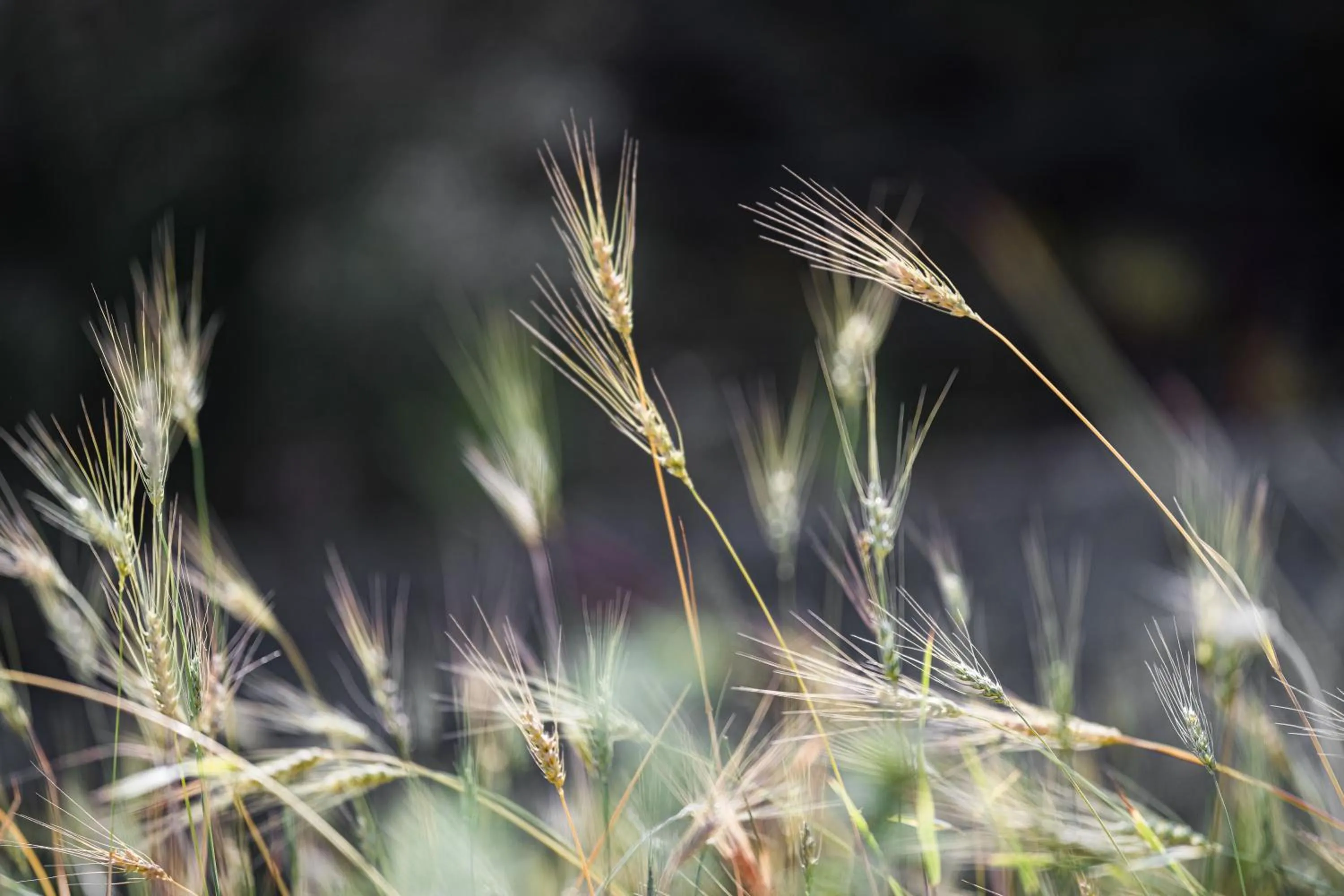 Natural landscape in Monnàber Vell