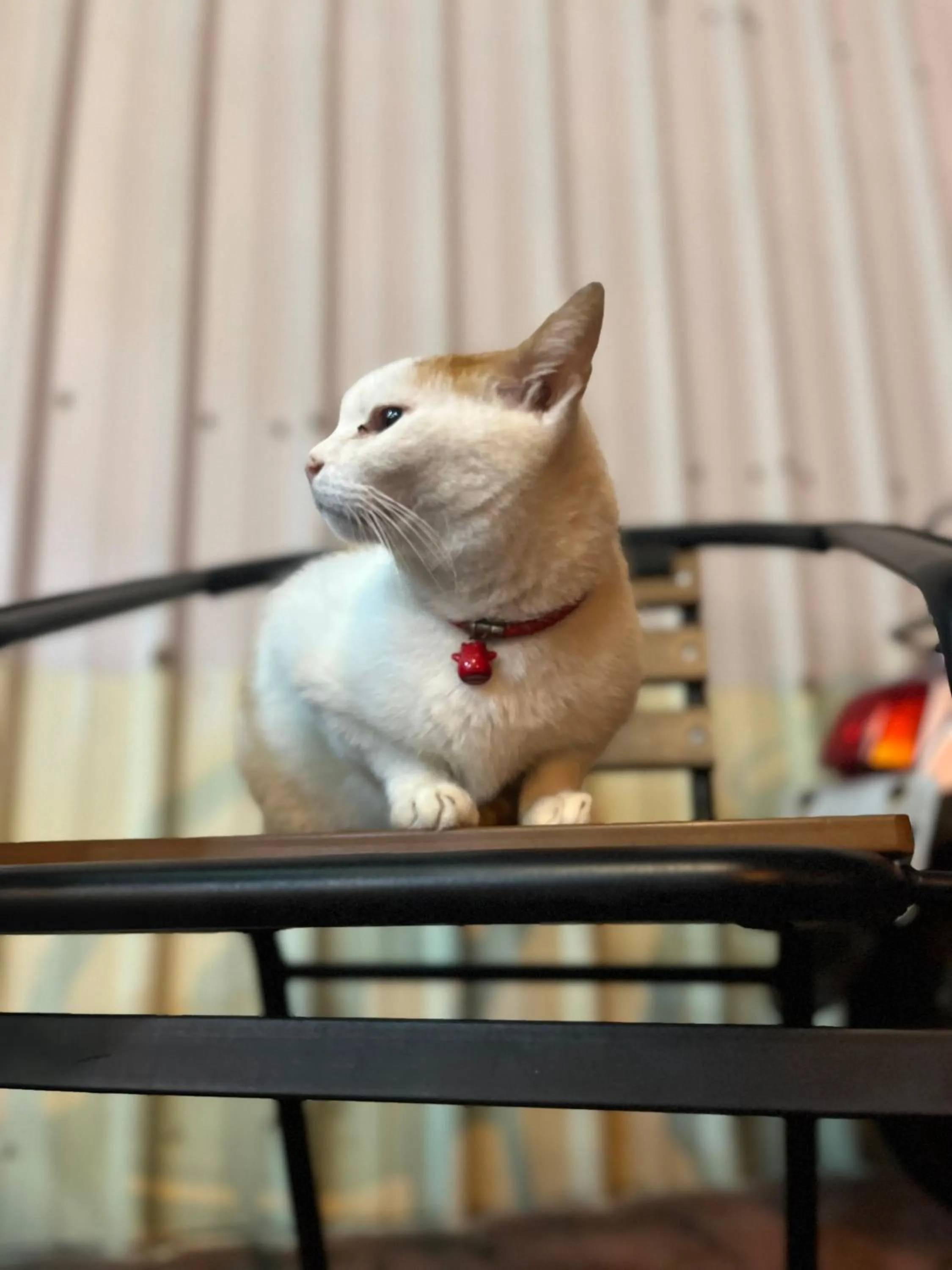 Pets in 墾丁大街Kenting Night Market-福賓別館 Fu Bin Inn免費停車