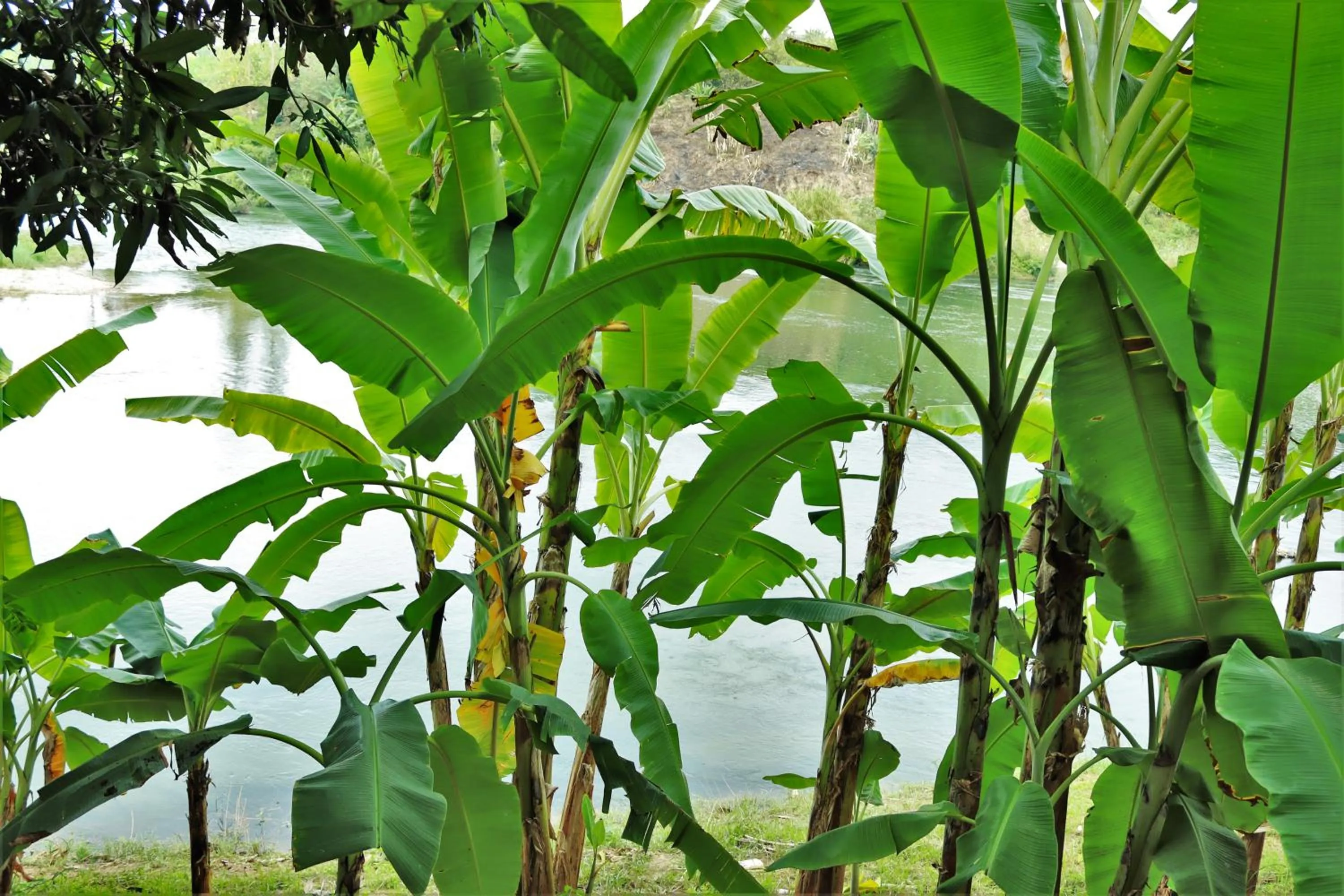 River view in Namkhan View Luangprabang Resort