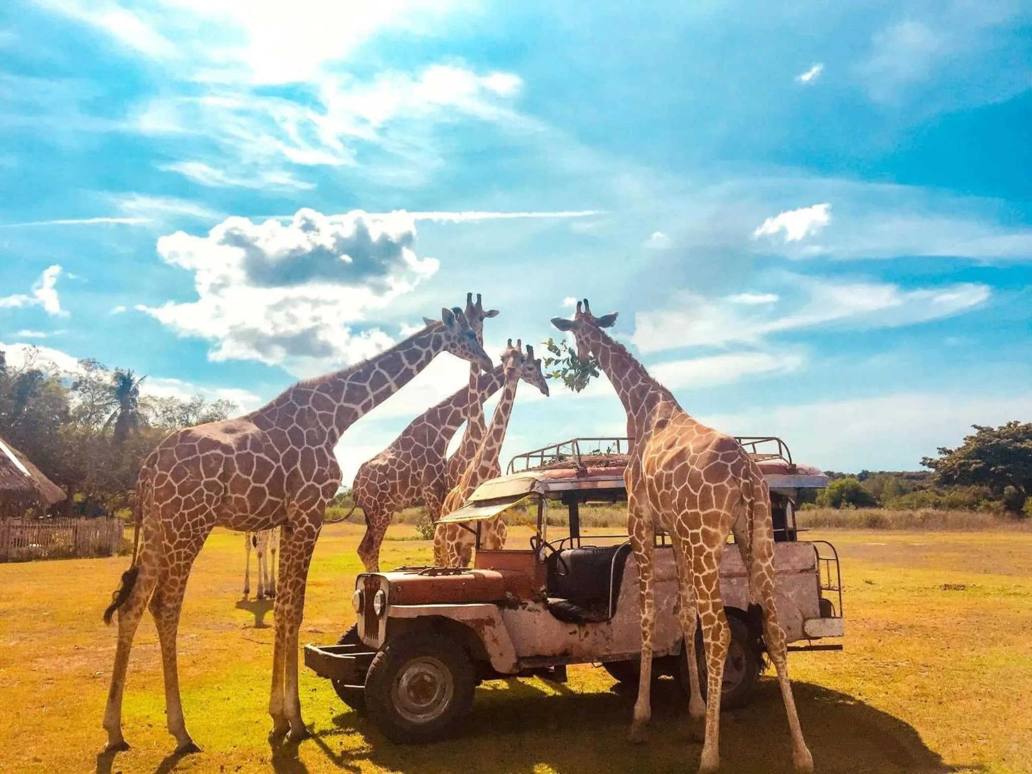 Animals in Josefina's Tourist Inn