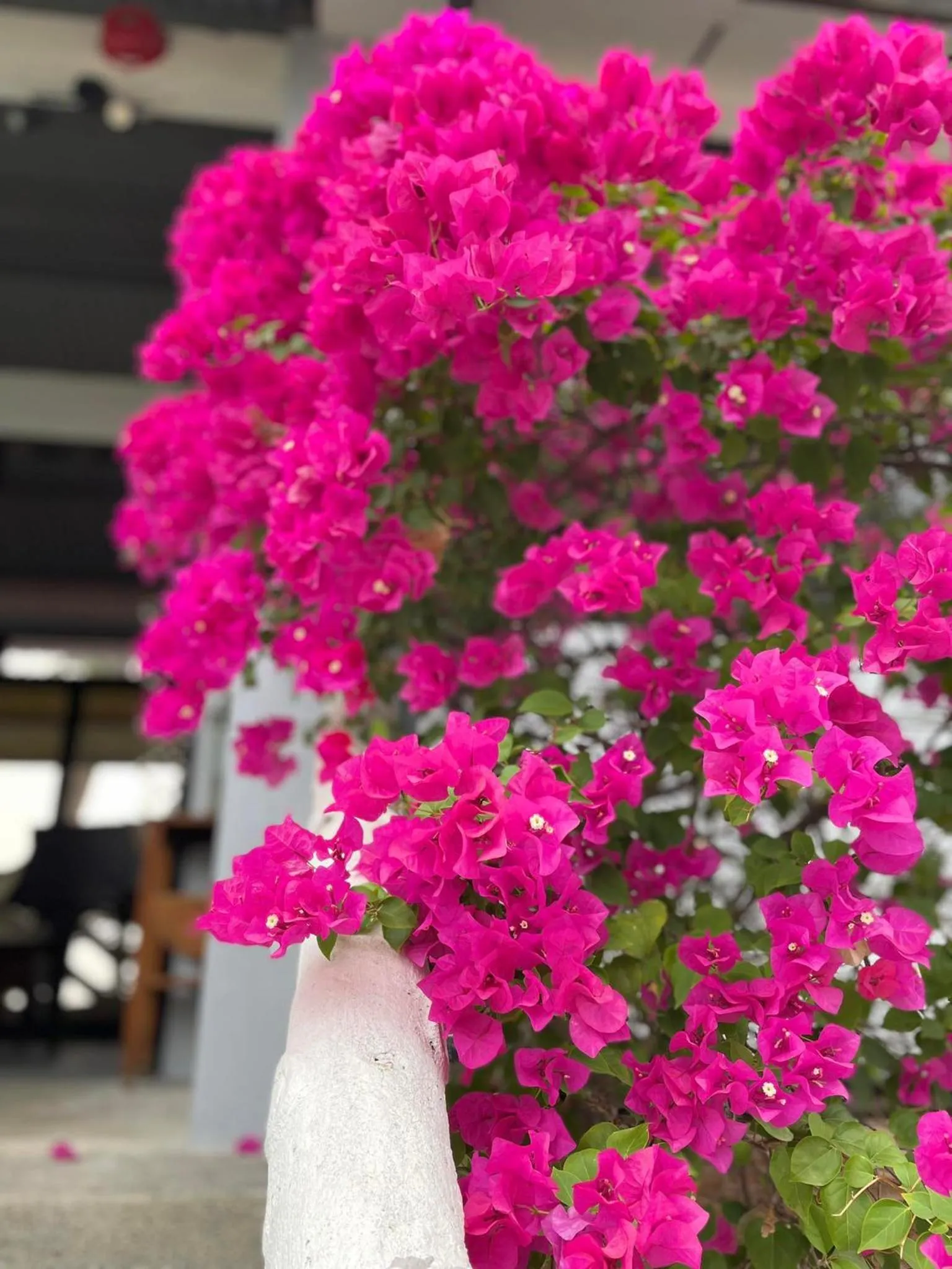 Sunbloom Beachfront Hotel and Restaurant Zambales