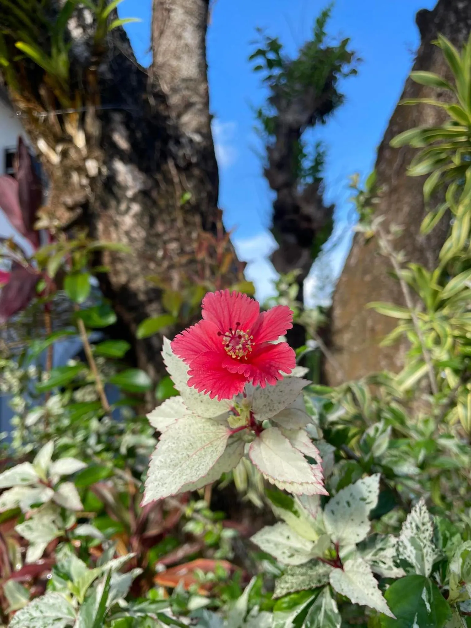 Sunbloom Beachfront Hotel and Restaurant Zambales