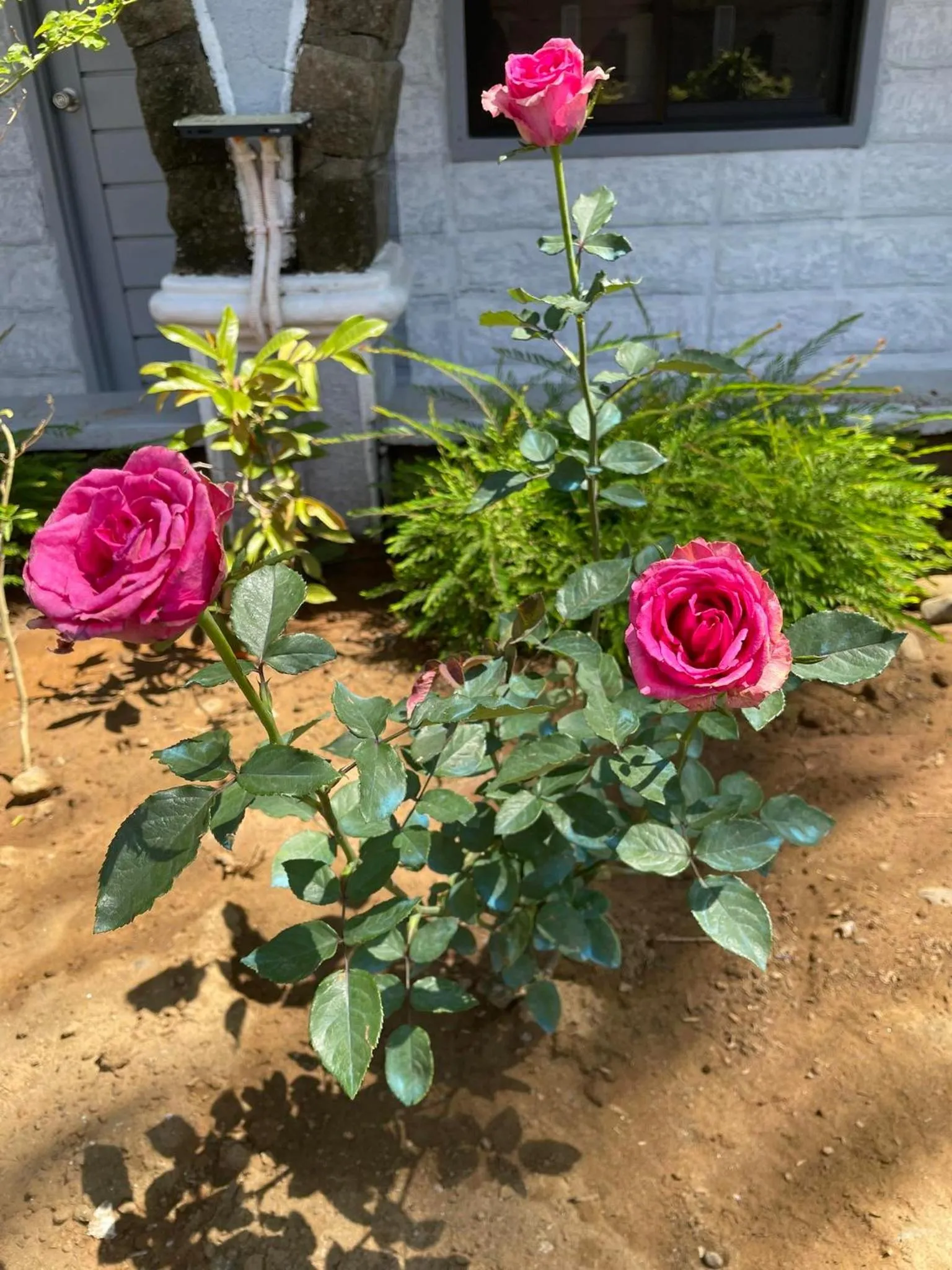 Sunbloom Beachfront Hotel and Restaurant Zambales