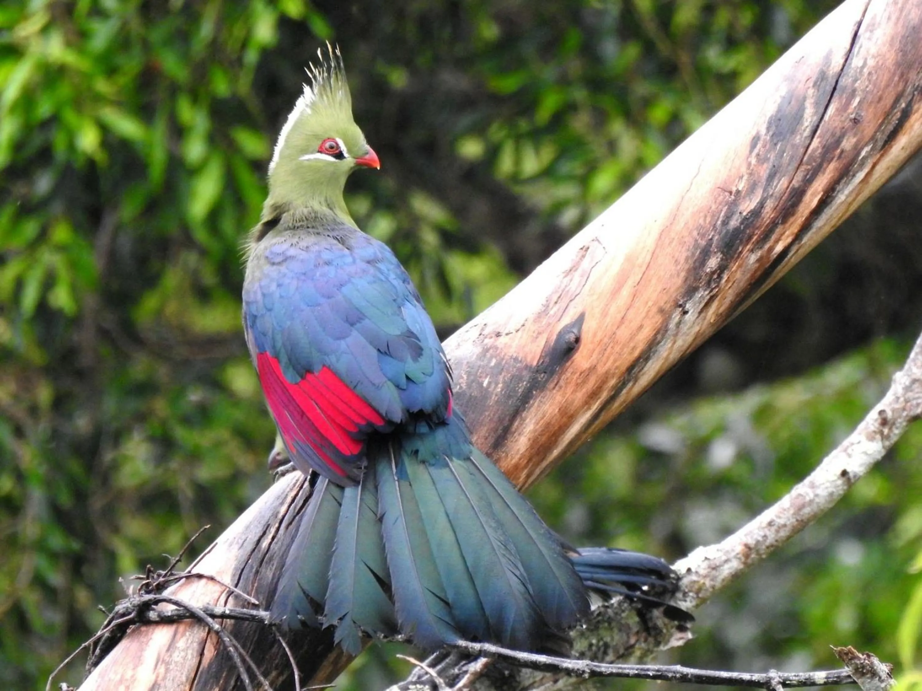 Animals in Burley House by Ulendo