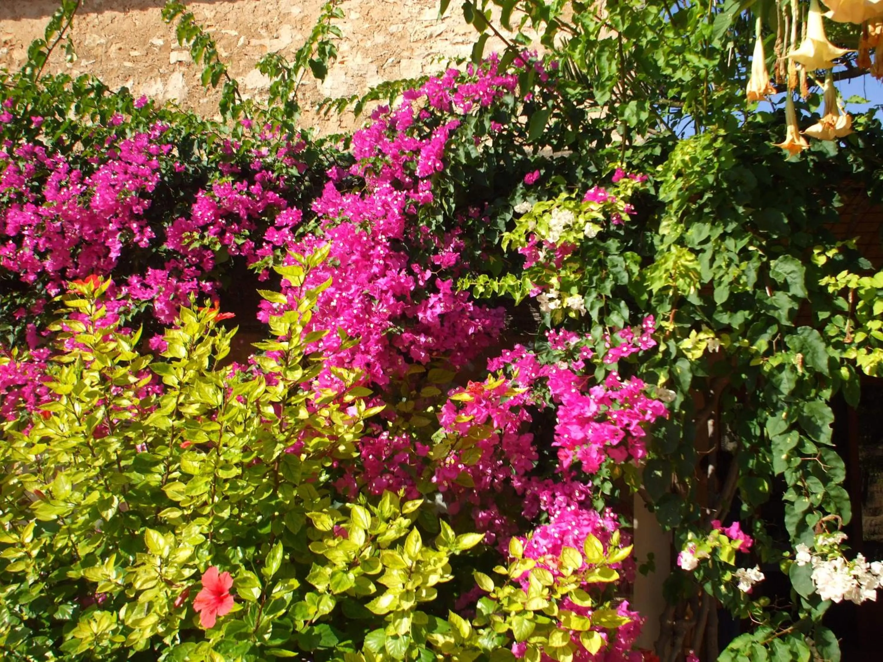 Garden in Sa Carrotja - Adults Only