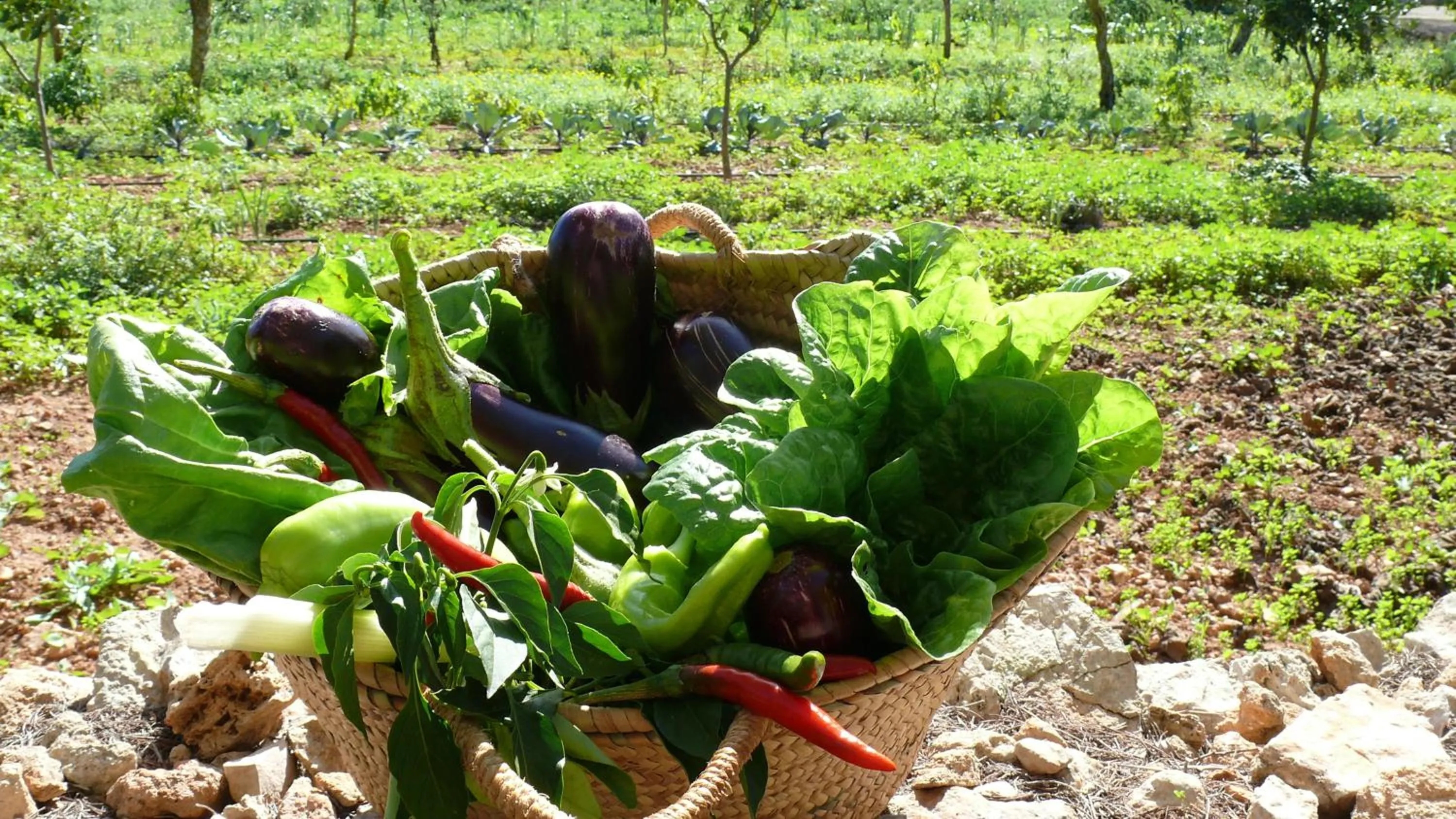 Area and facilities in Sa Carrotja - Adults Only