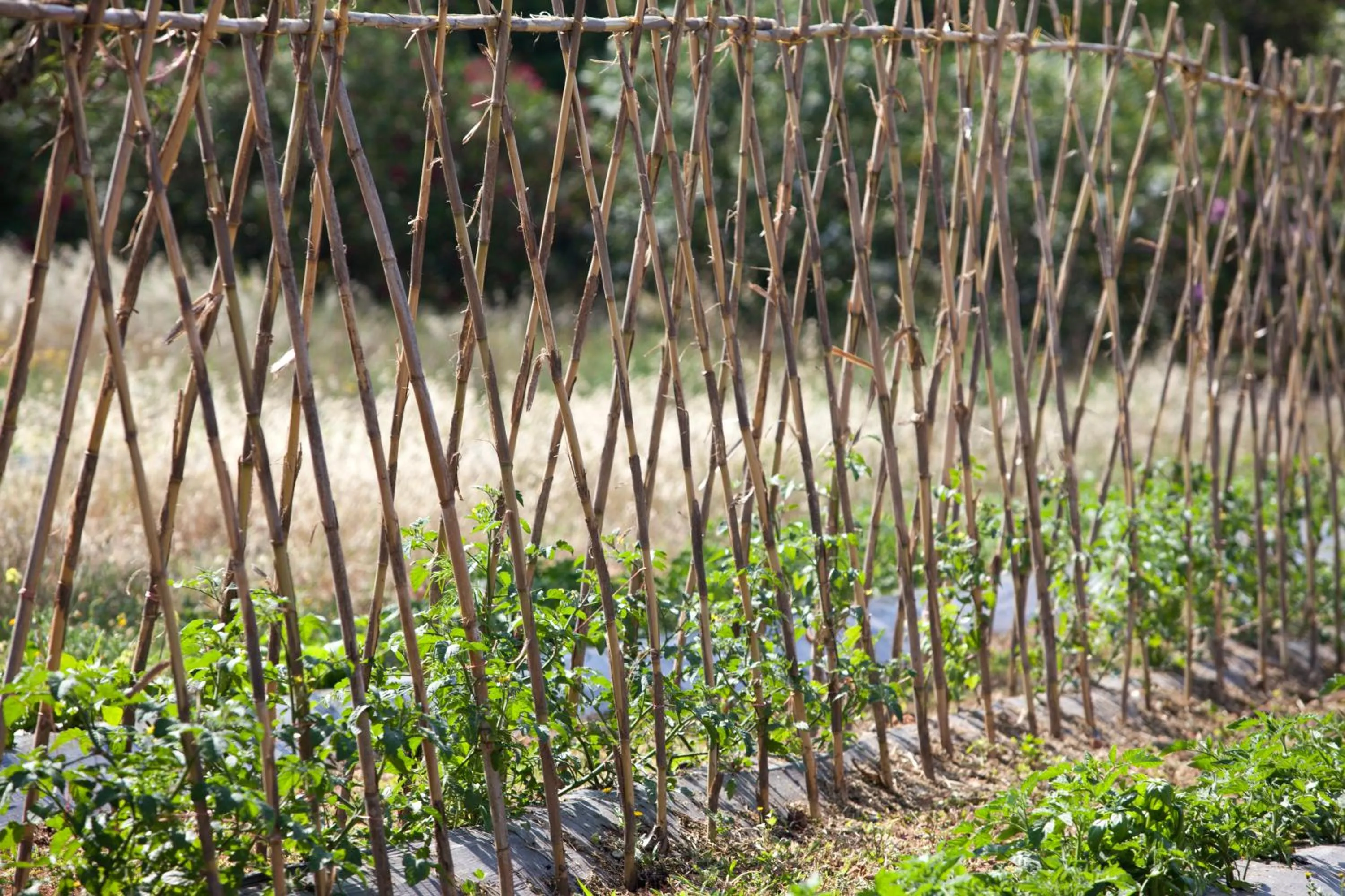 Garden in Sa Carrotja - Adults Only