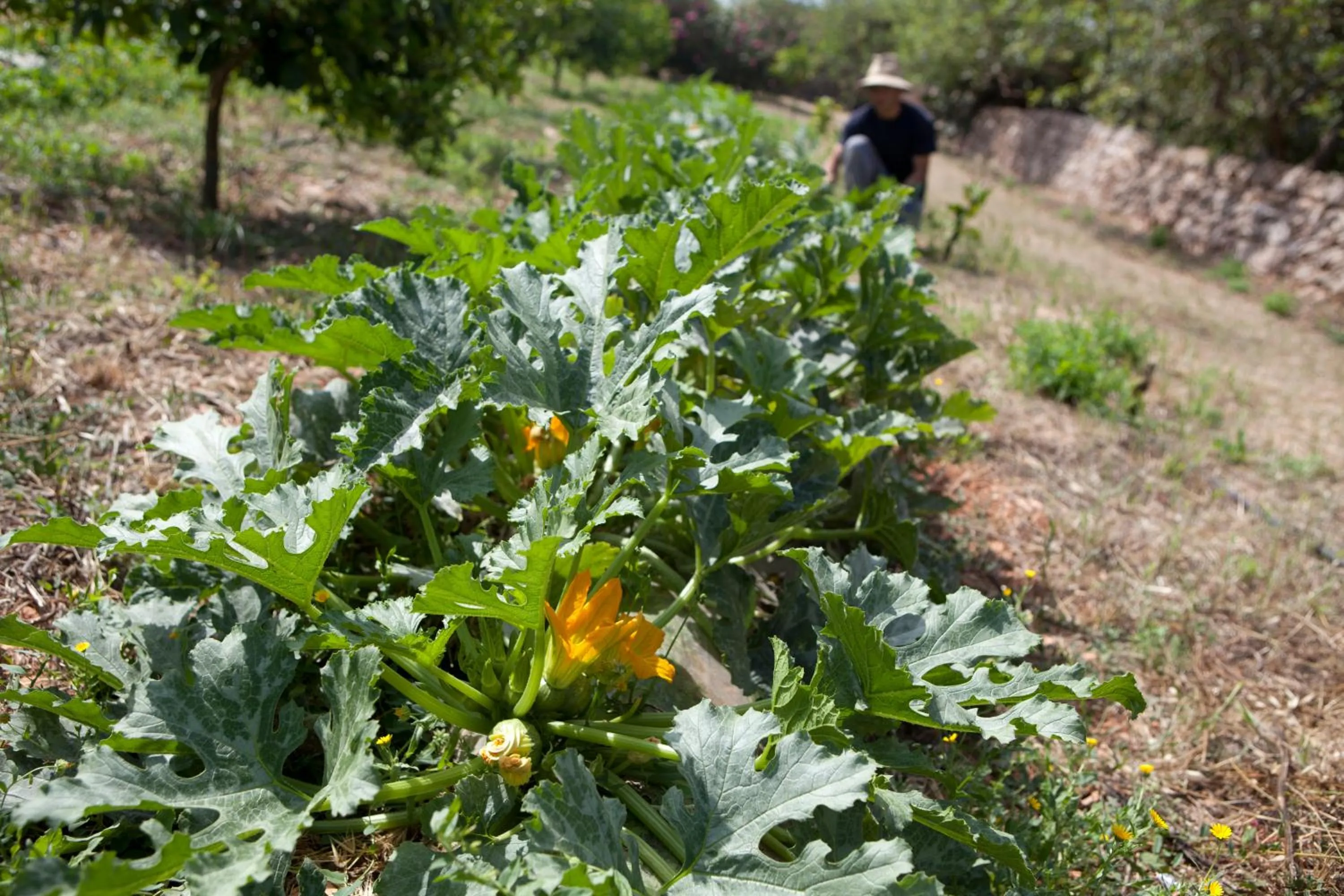 Garden in Sa Carrotja - Adults Only