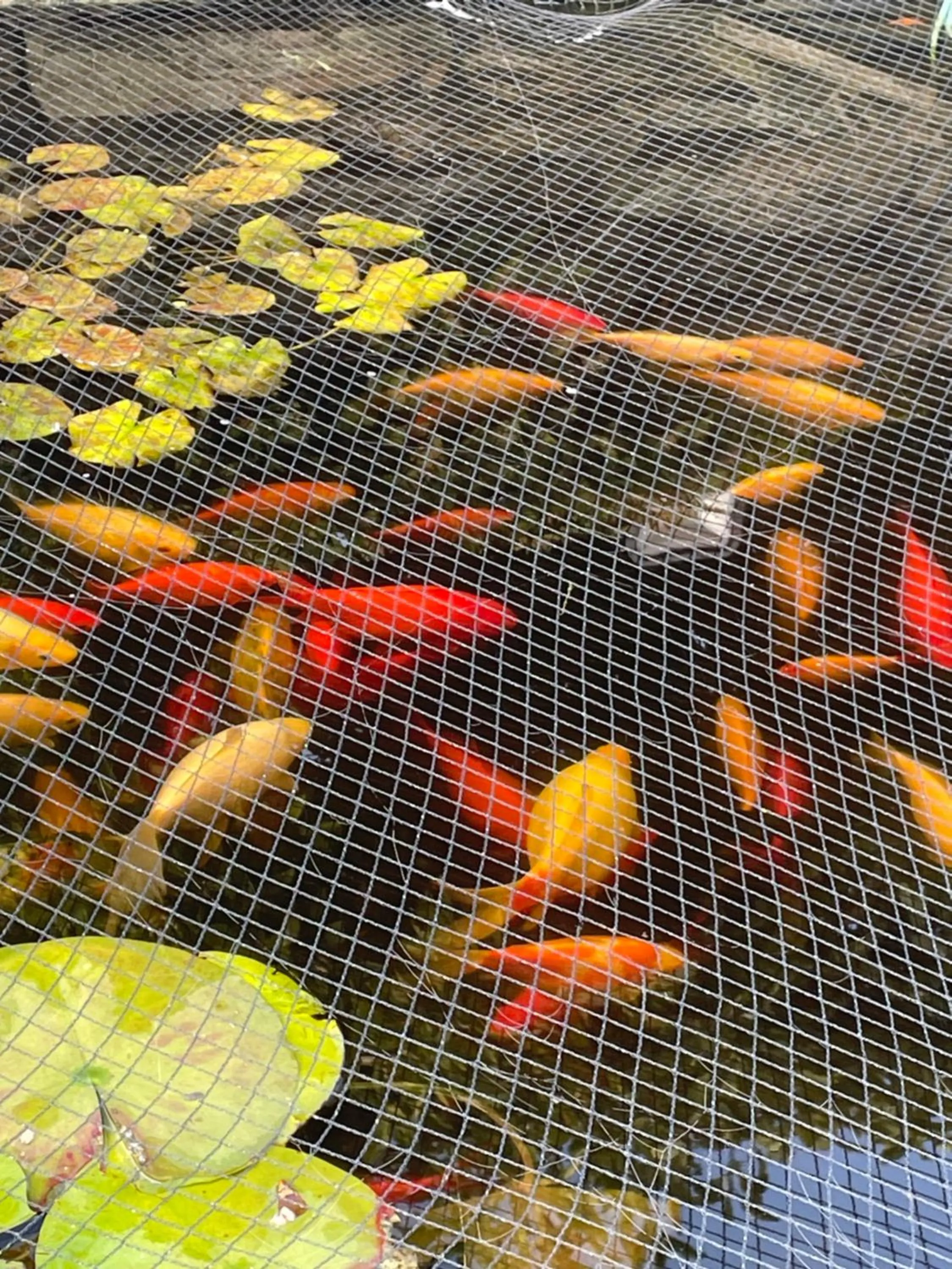 Oakenholt Farm Bed and Breakfast