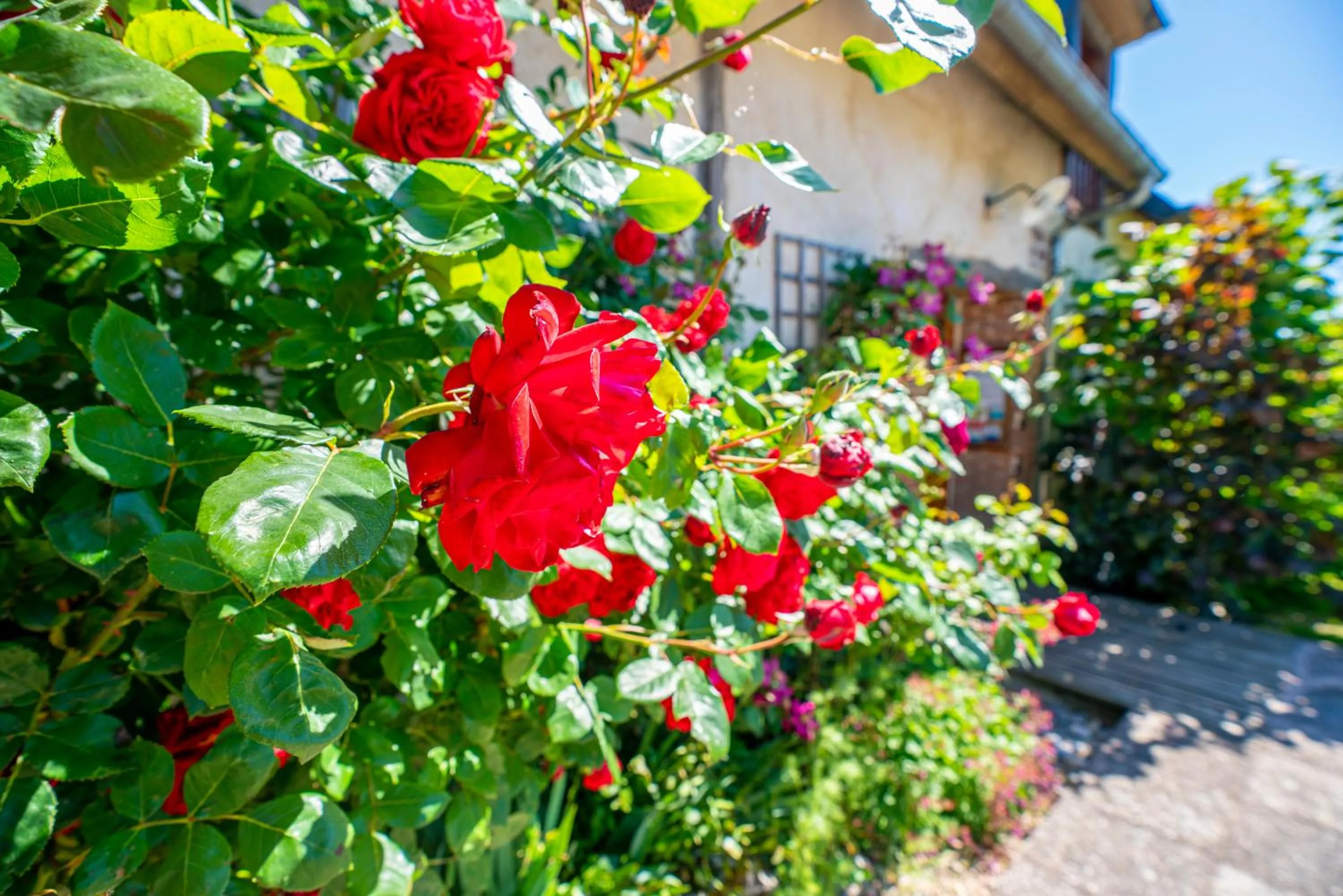 Garden in Chambre d'hôtes - Le jardin des Patissons