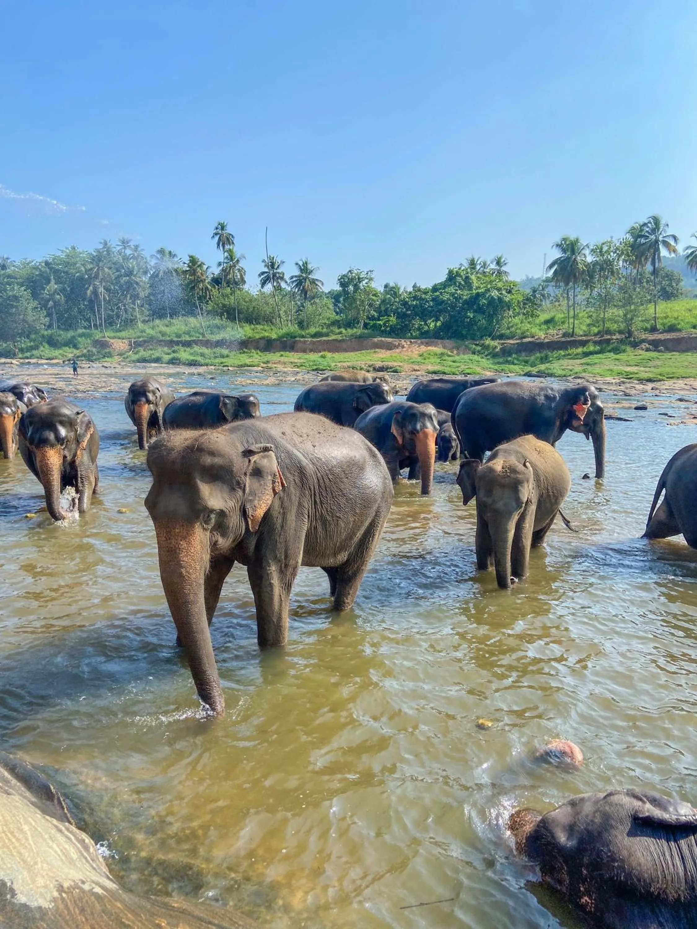 Day in Elepath Lodge Pinnawala
