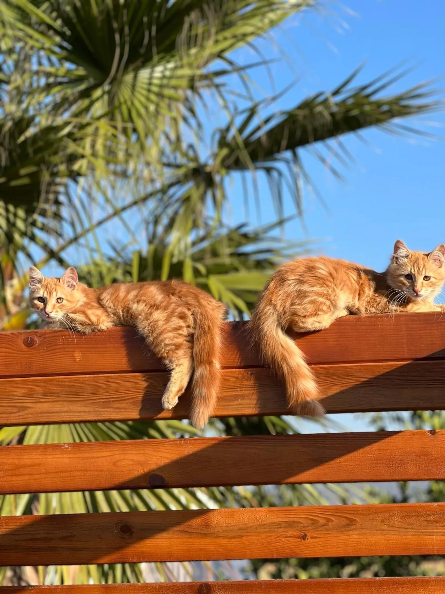 sunbed in Mandalin Glamping