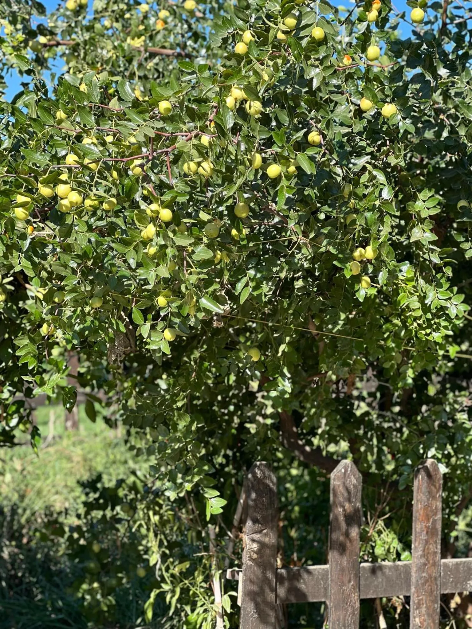 Garden in Mandalin Glamping
