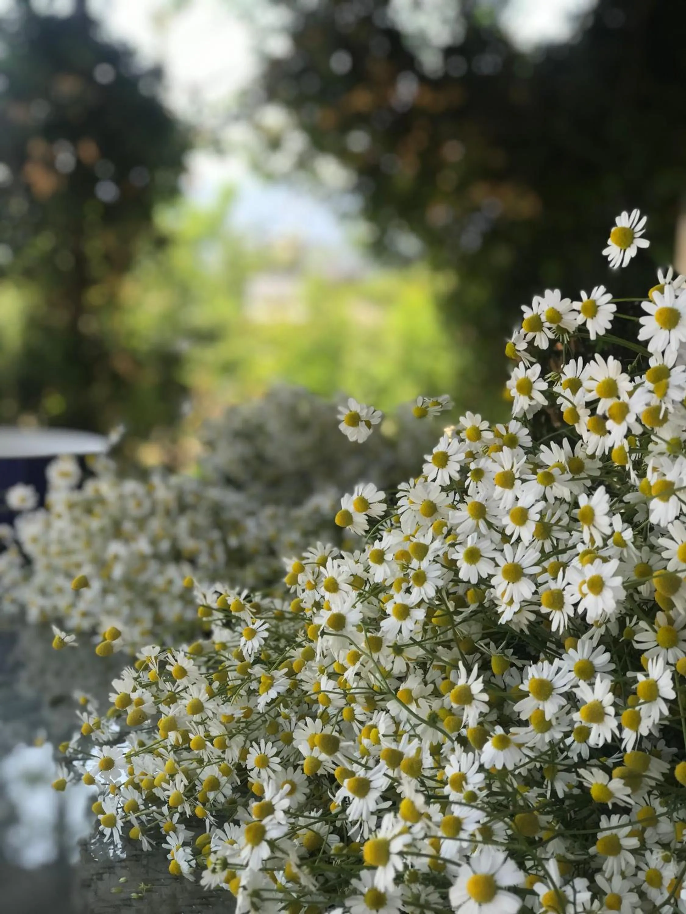 Garden in Mandalin Glamping