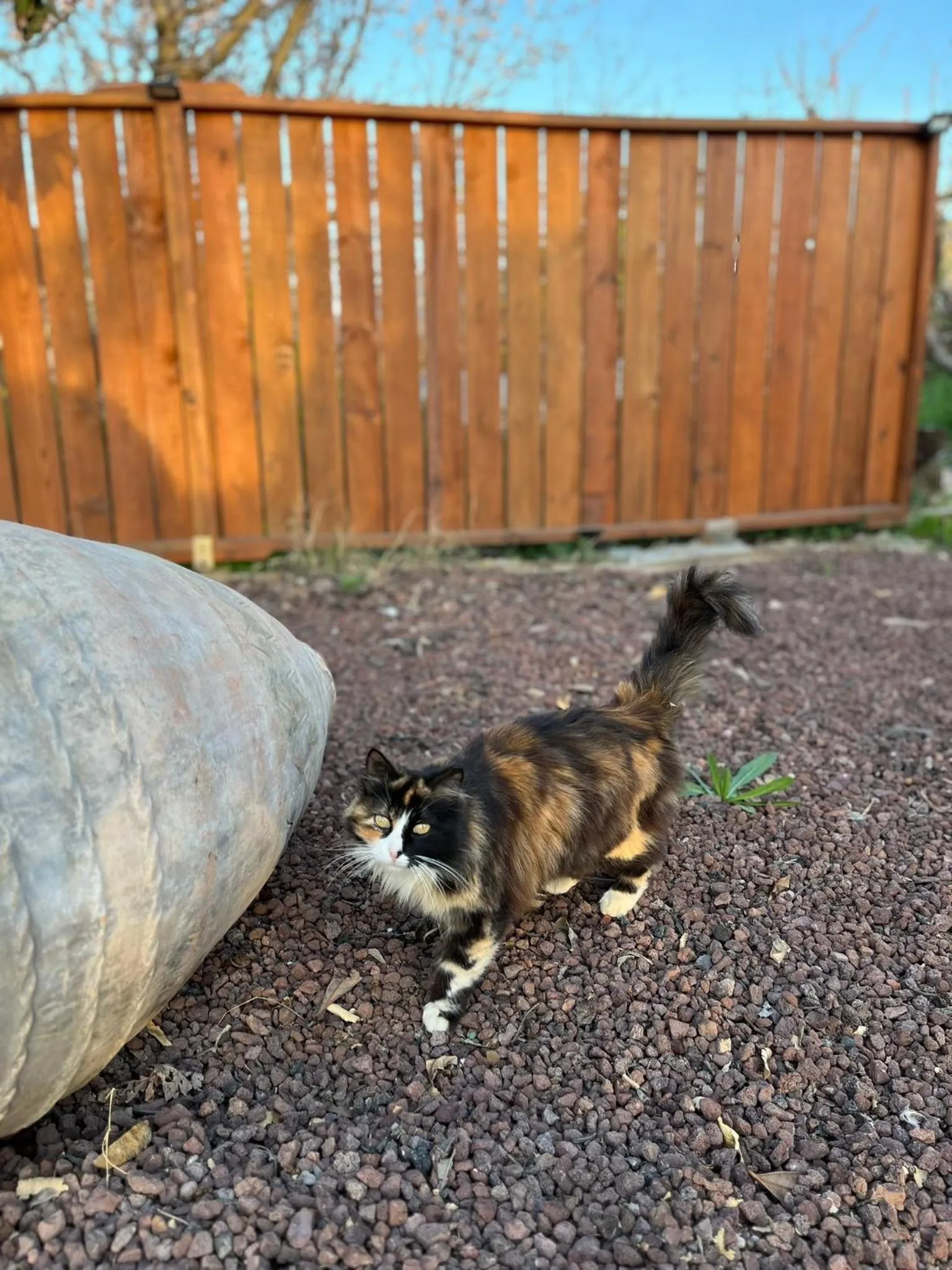 Garden in Mandalin Glamping