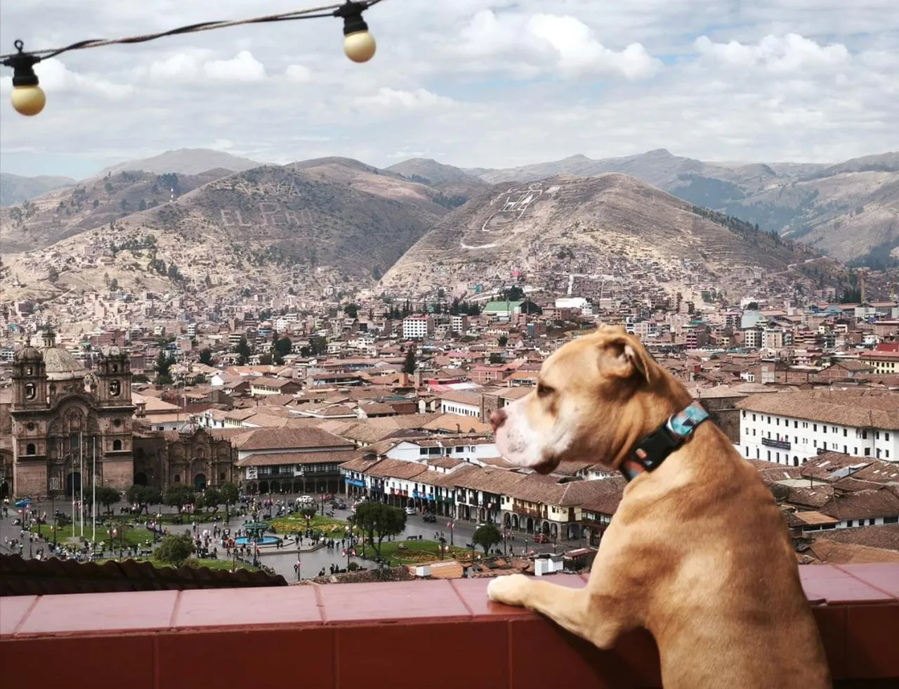 Pets in Eco Home View - Guest House