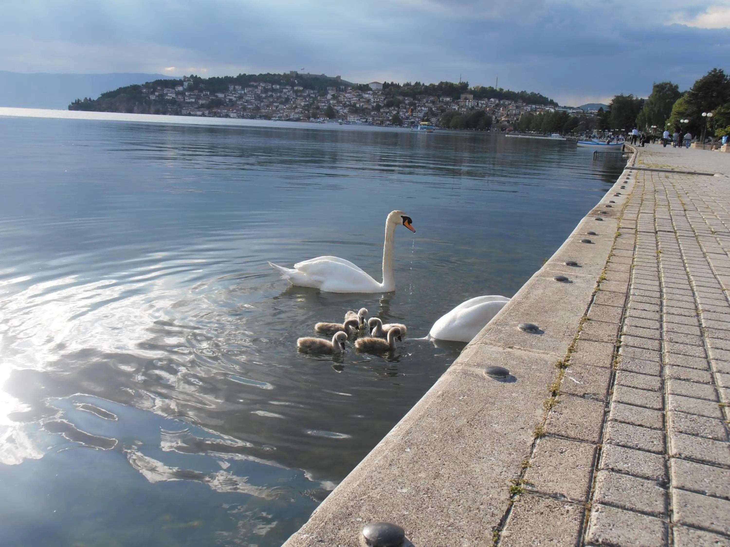 Area and facilities in Bogdanoski Studios & Guest Rooms