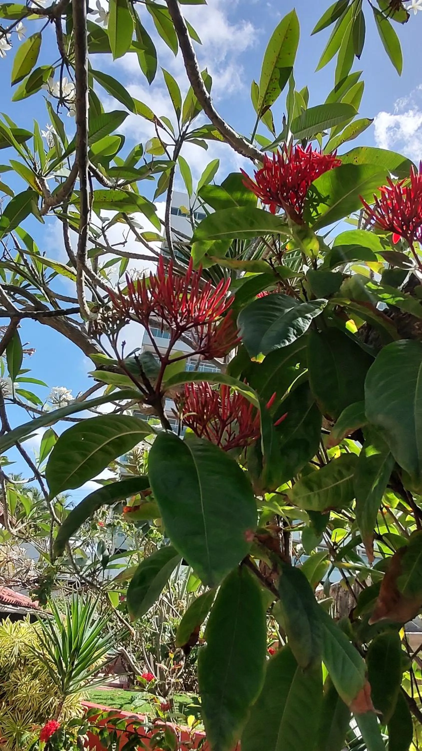 Garden in Hotel Pousada Bossa Nova