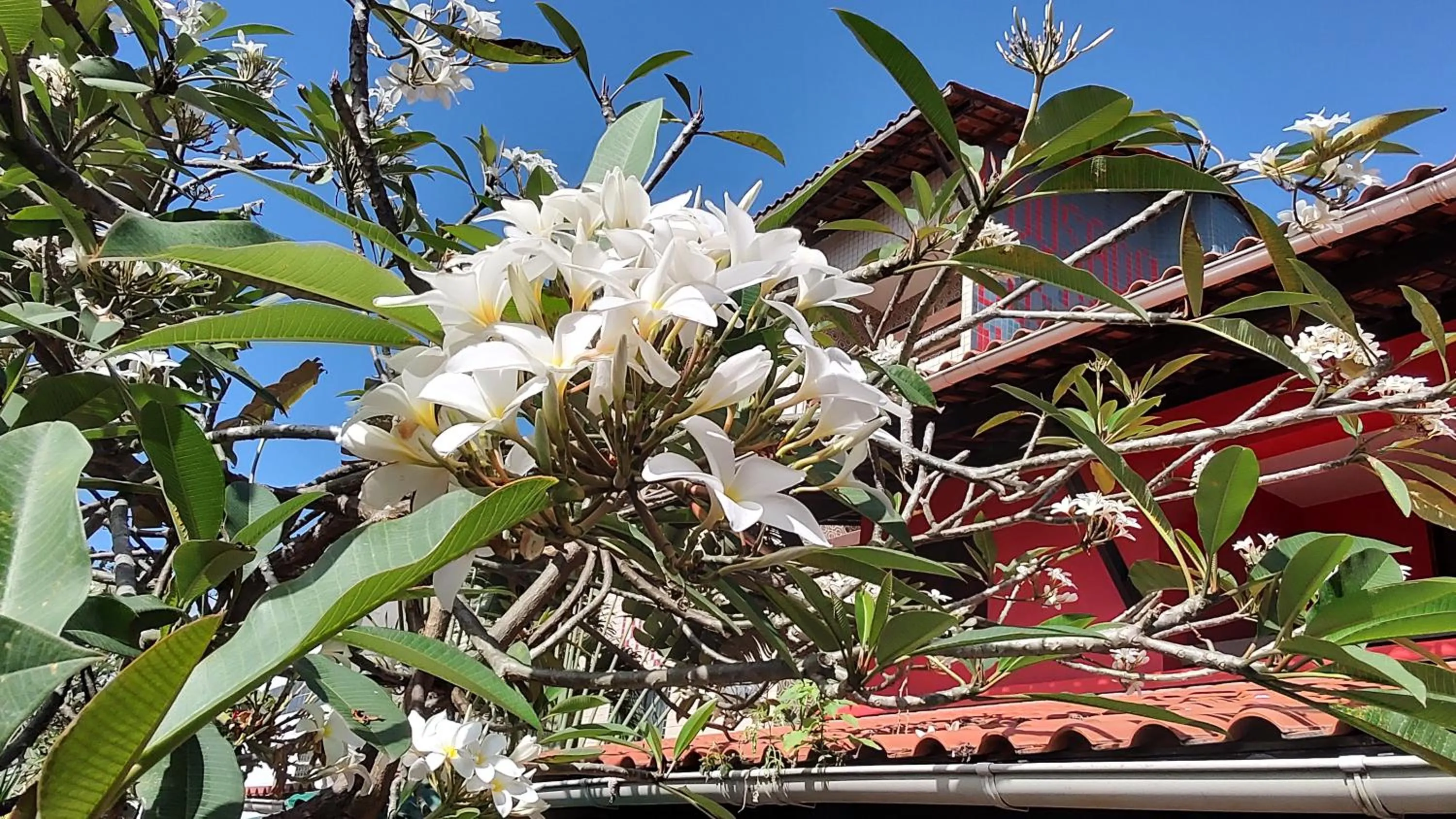 Garden in Hotel Pousada Bossa Nova