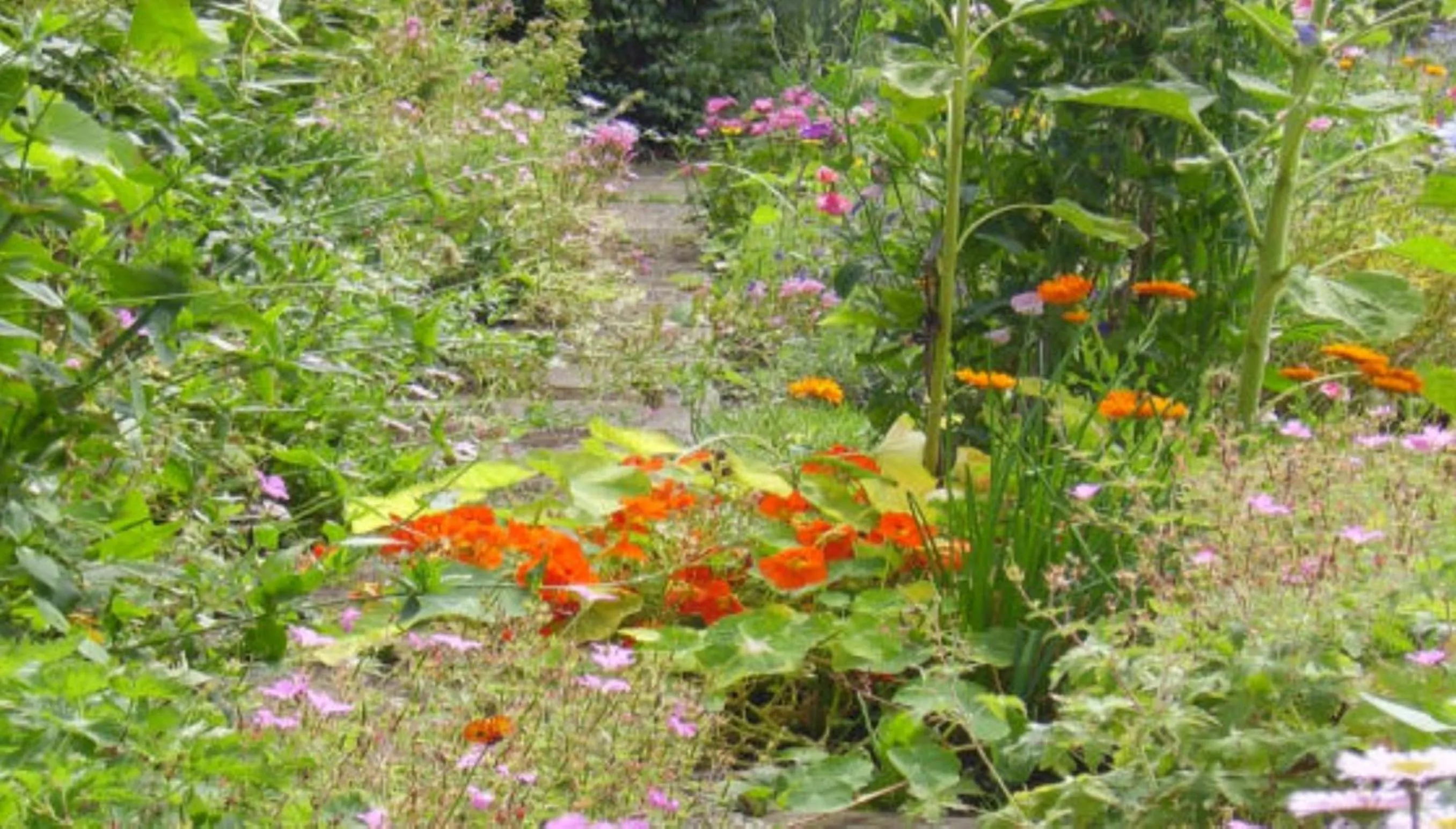 Garden in Thorpe Green House Vegetarian Bed & Breakfast