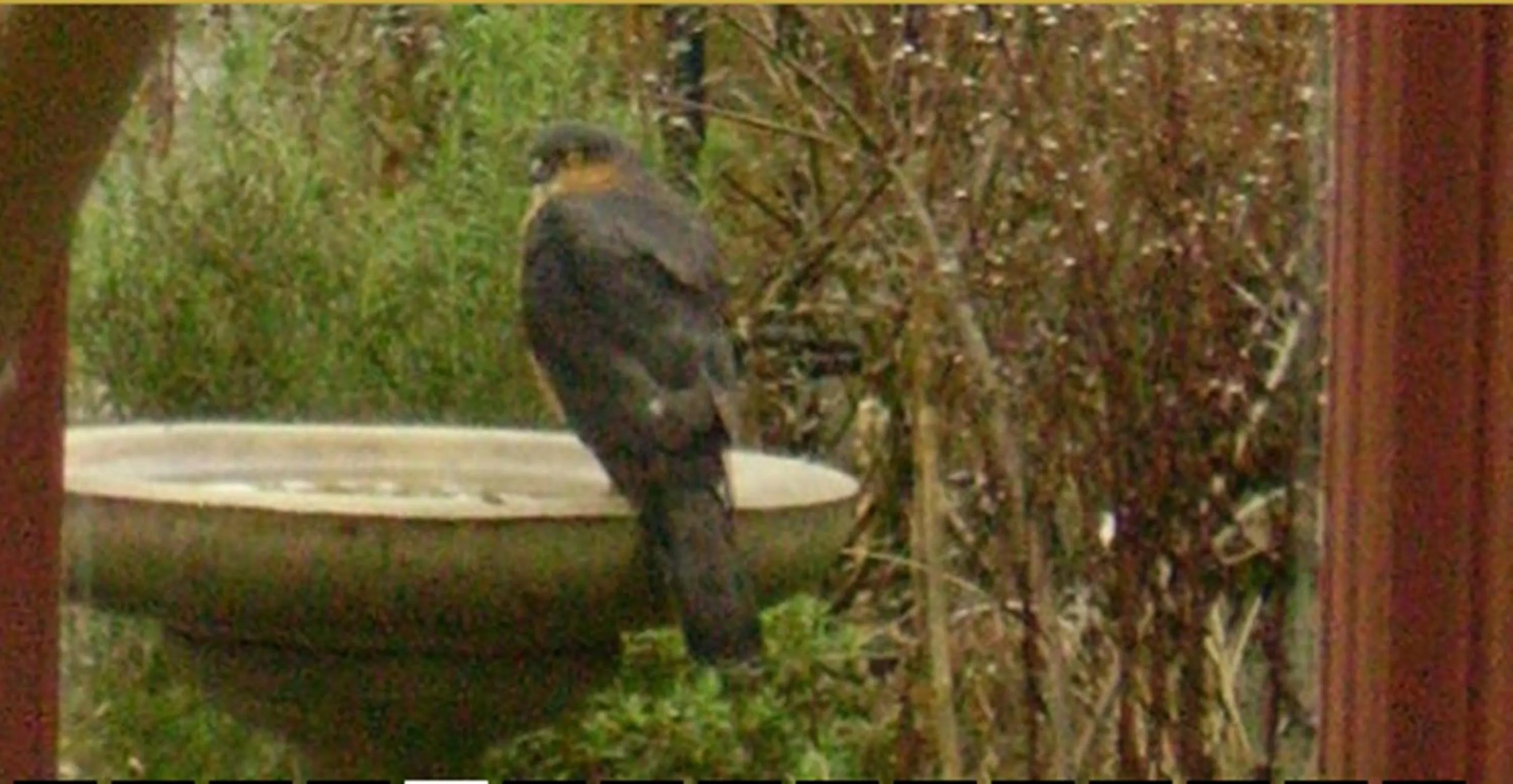 Garden in Thorpe Green House Vegetarian Bed & Breakfast