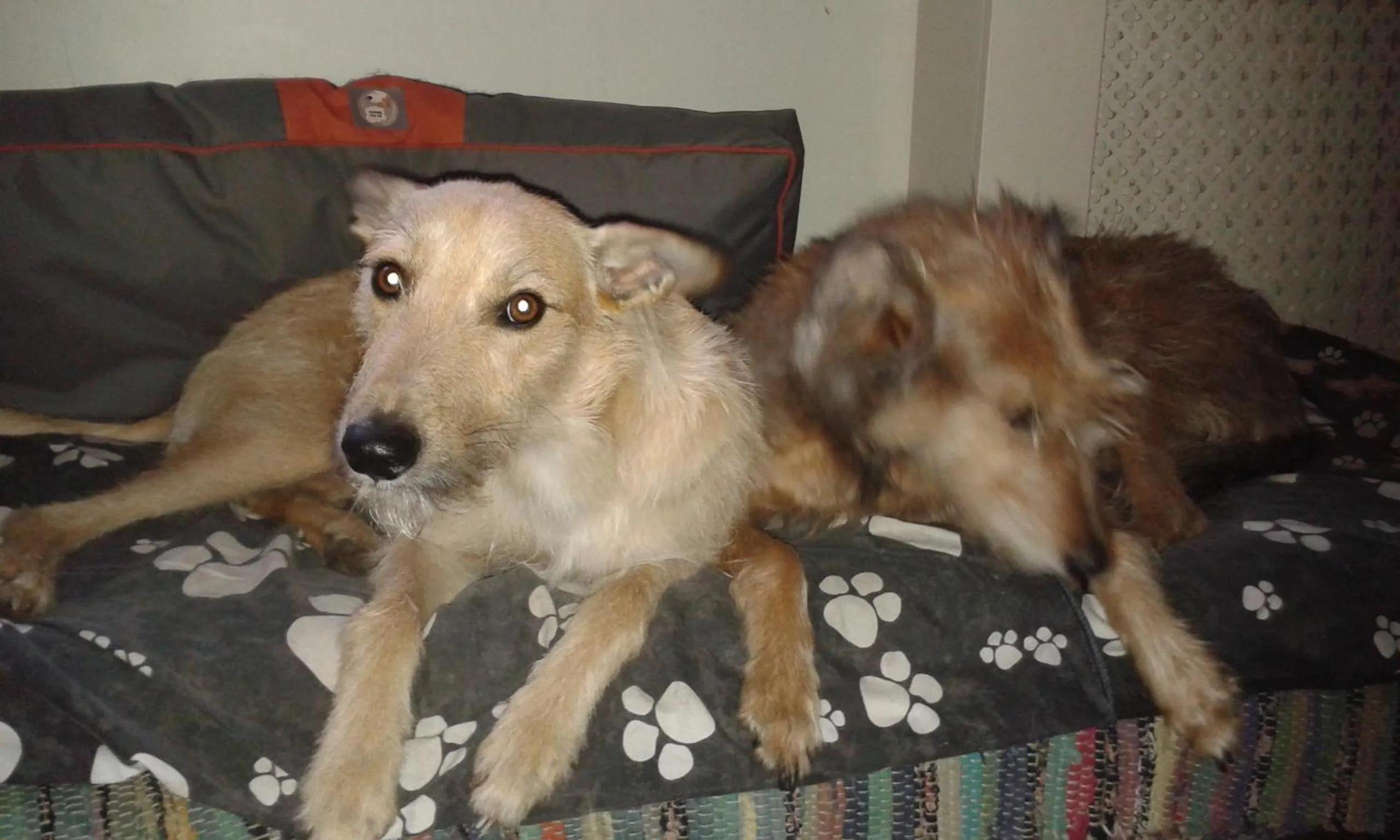 Other in Thorpe Green House Vegetarian Bed & Breakfast