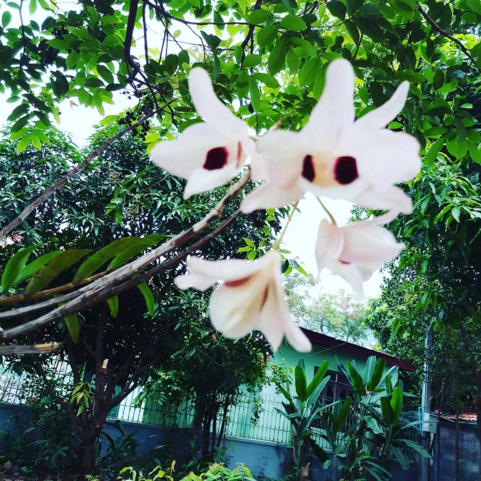 Xuanmai Garden Resort