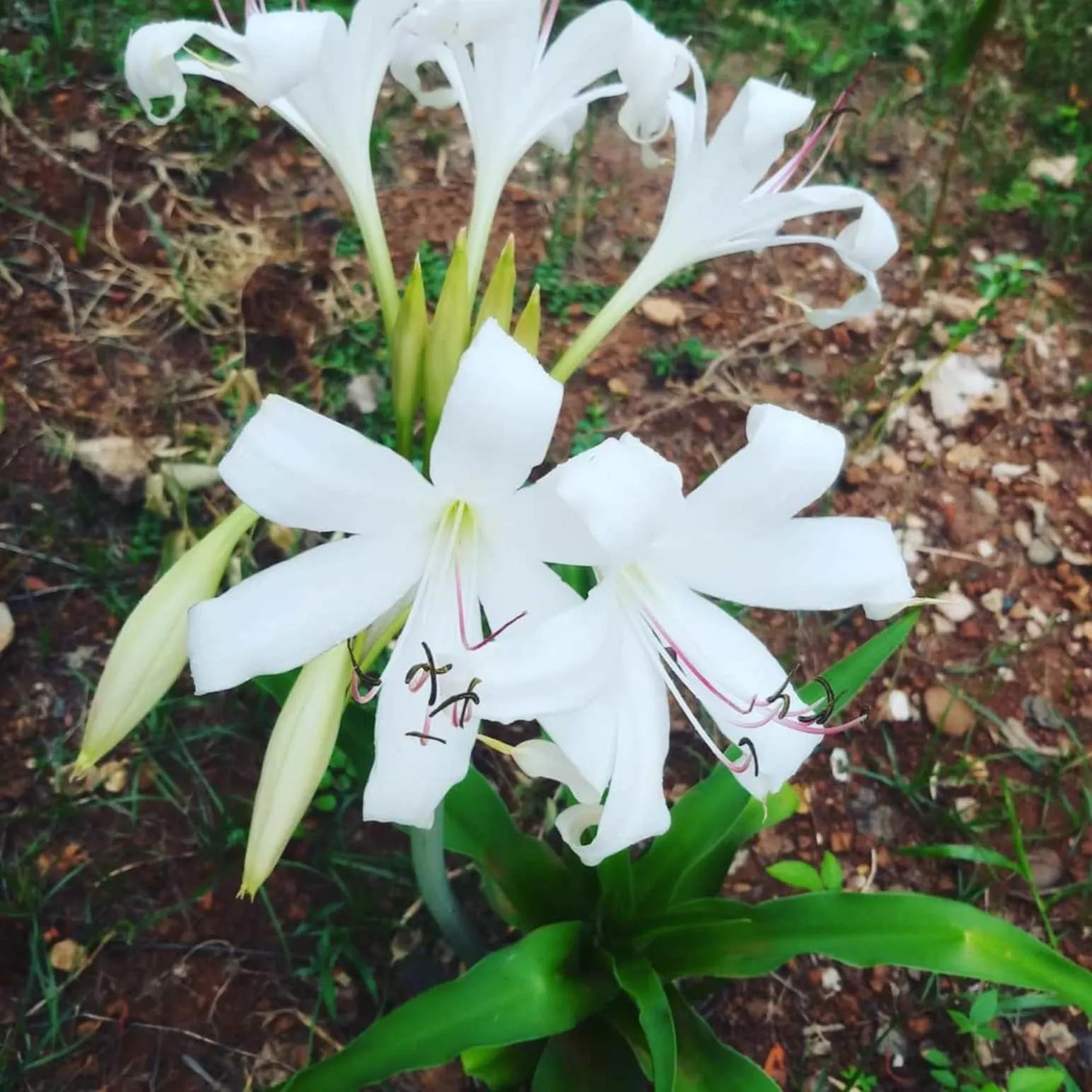 Garden view in Xuanmai Garden Resort