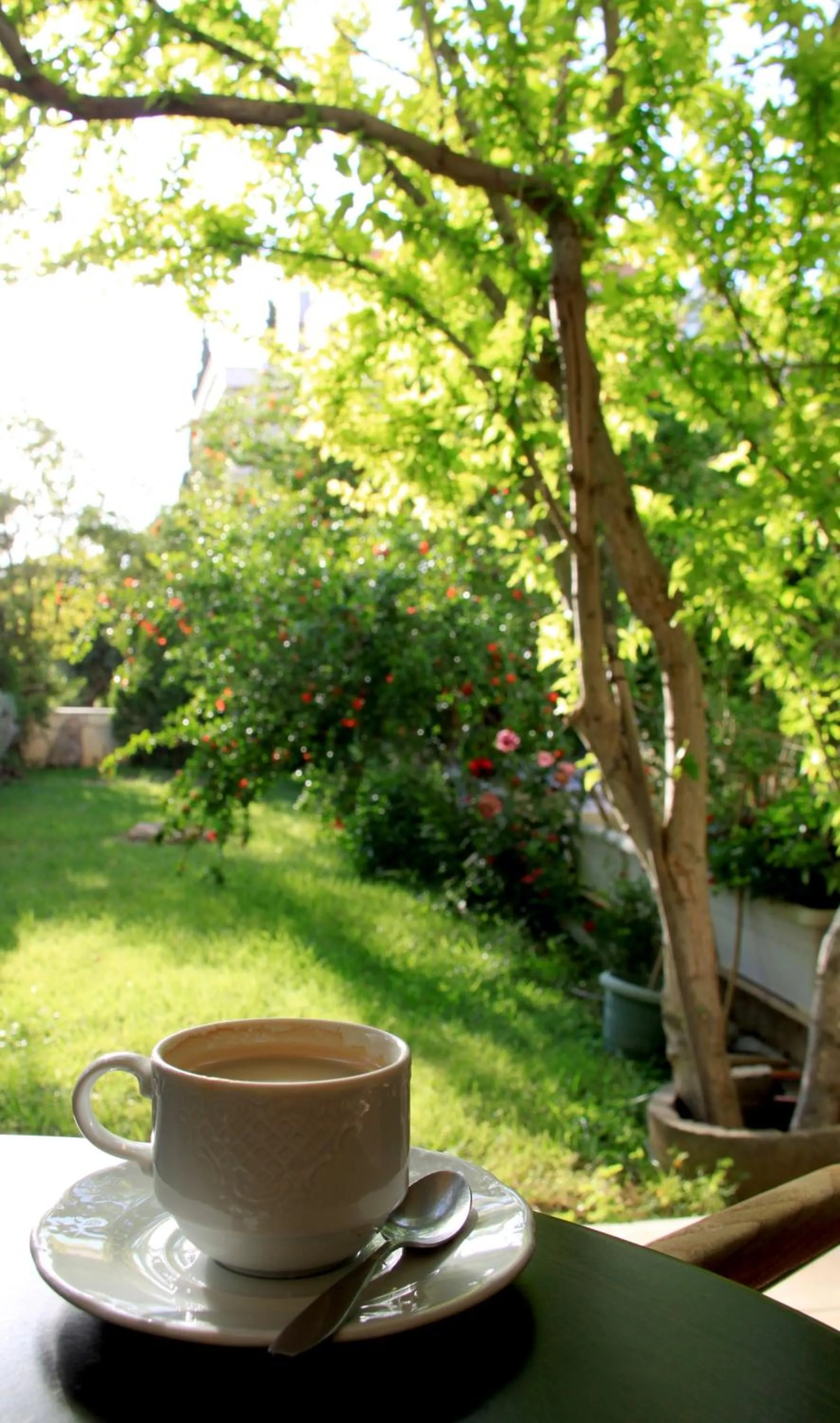 Garden in Hotel Platon