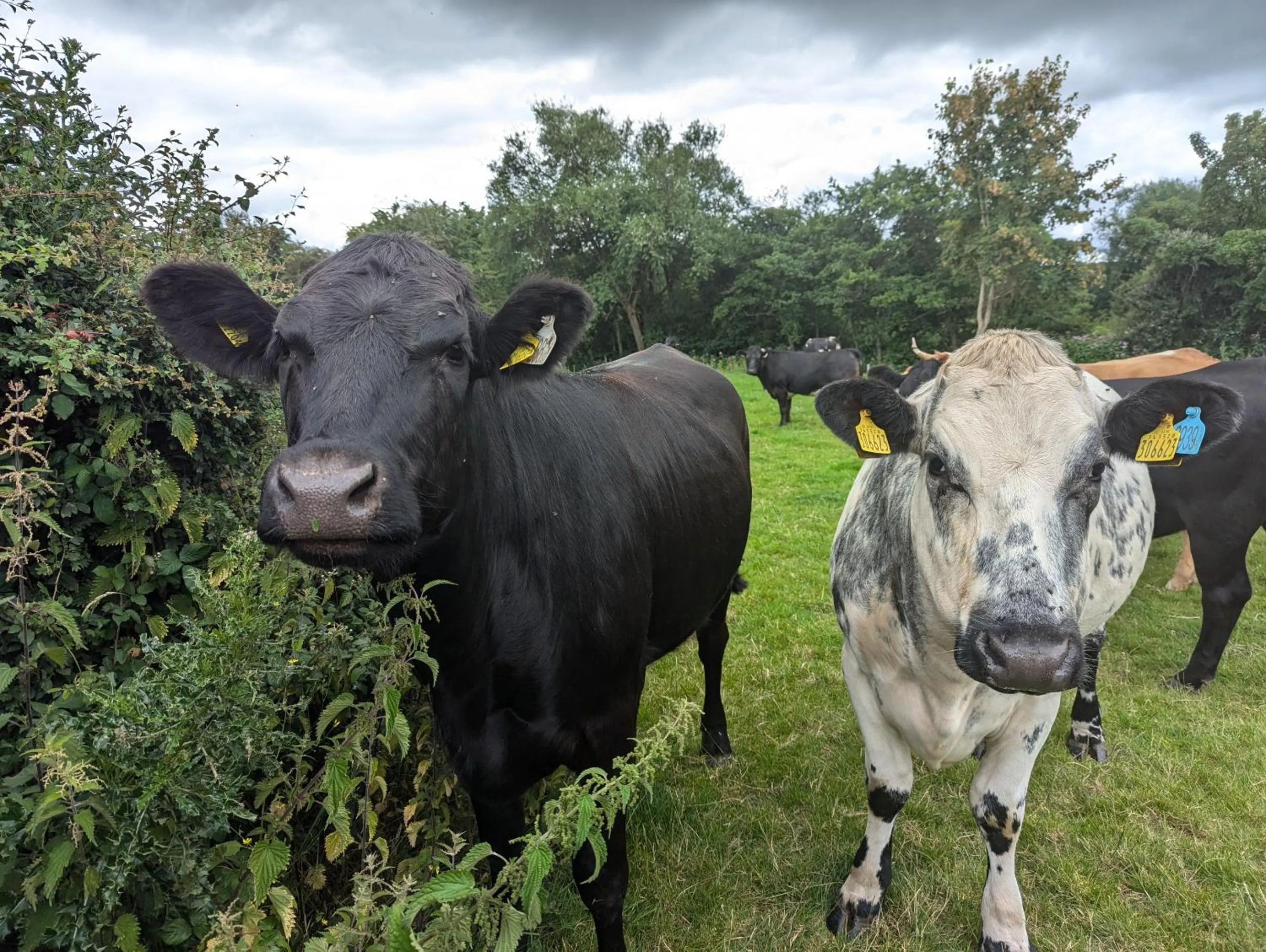View (from property/room) in The Agents House, Bed & Breakfast