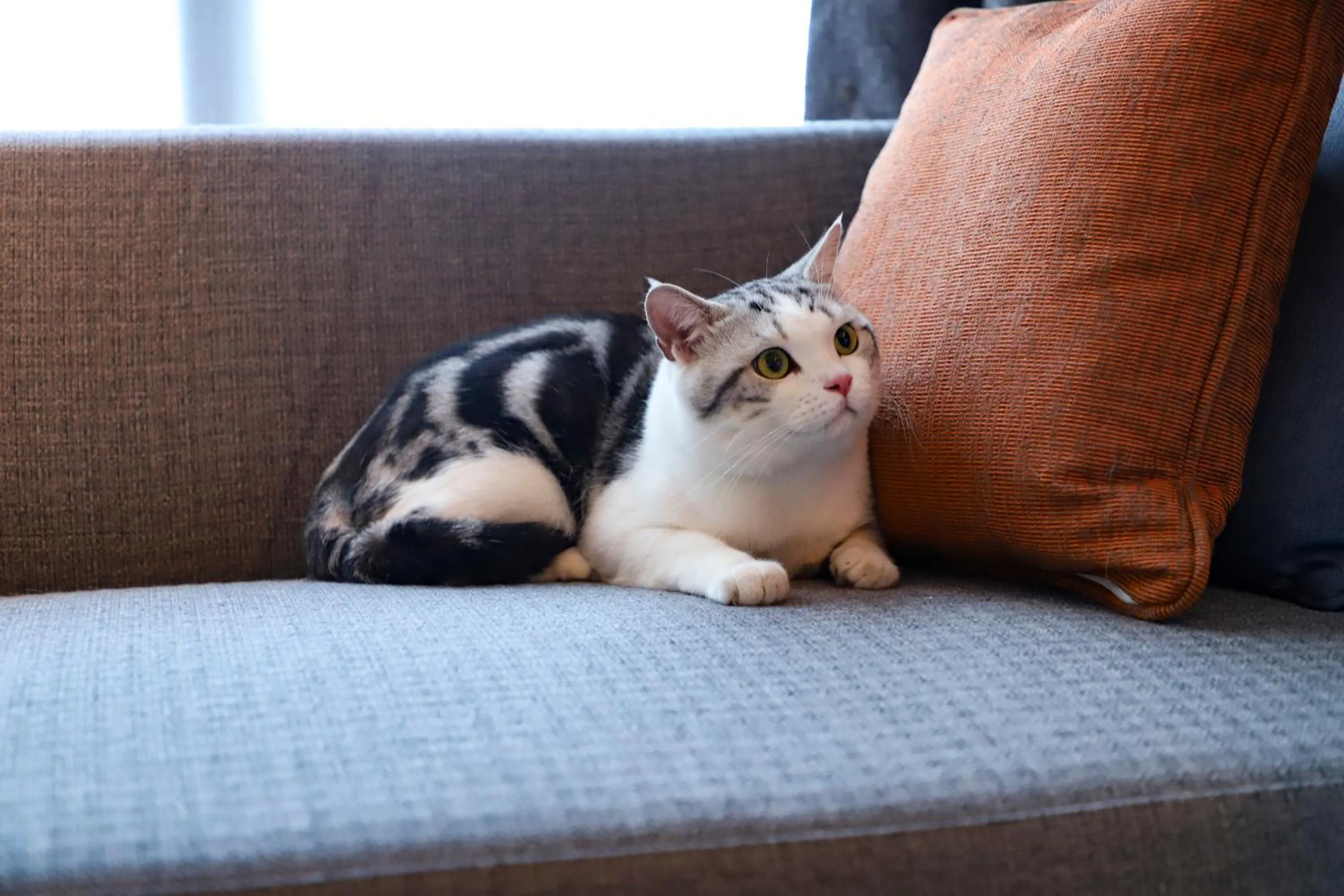 Animals in Wanda Jin Xiaohe Xincheng