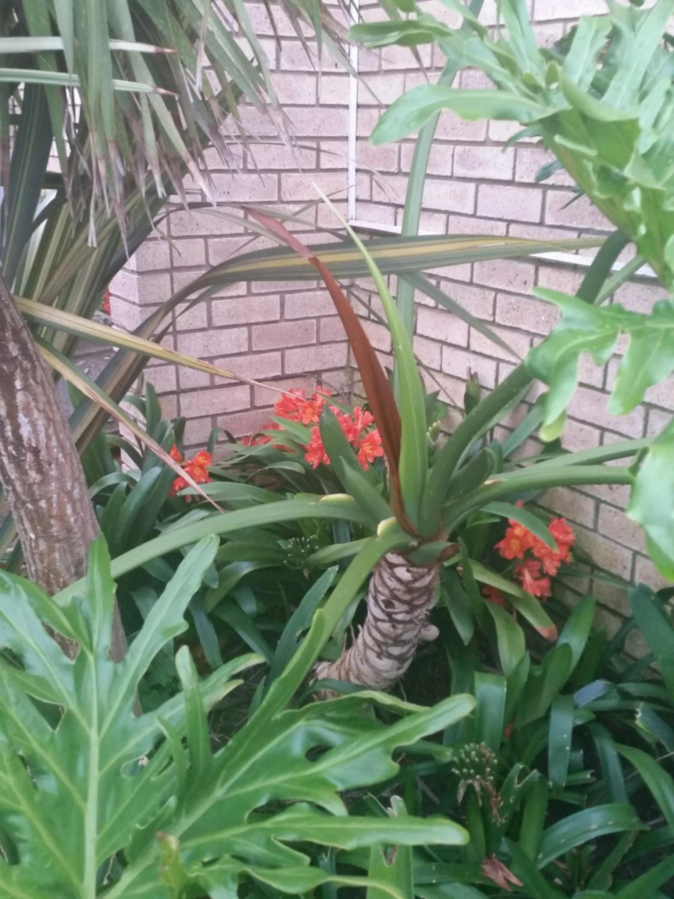 Garden in Villa Majestic for Exclusive Accommodation