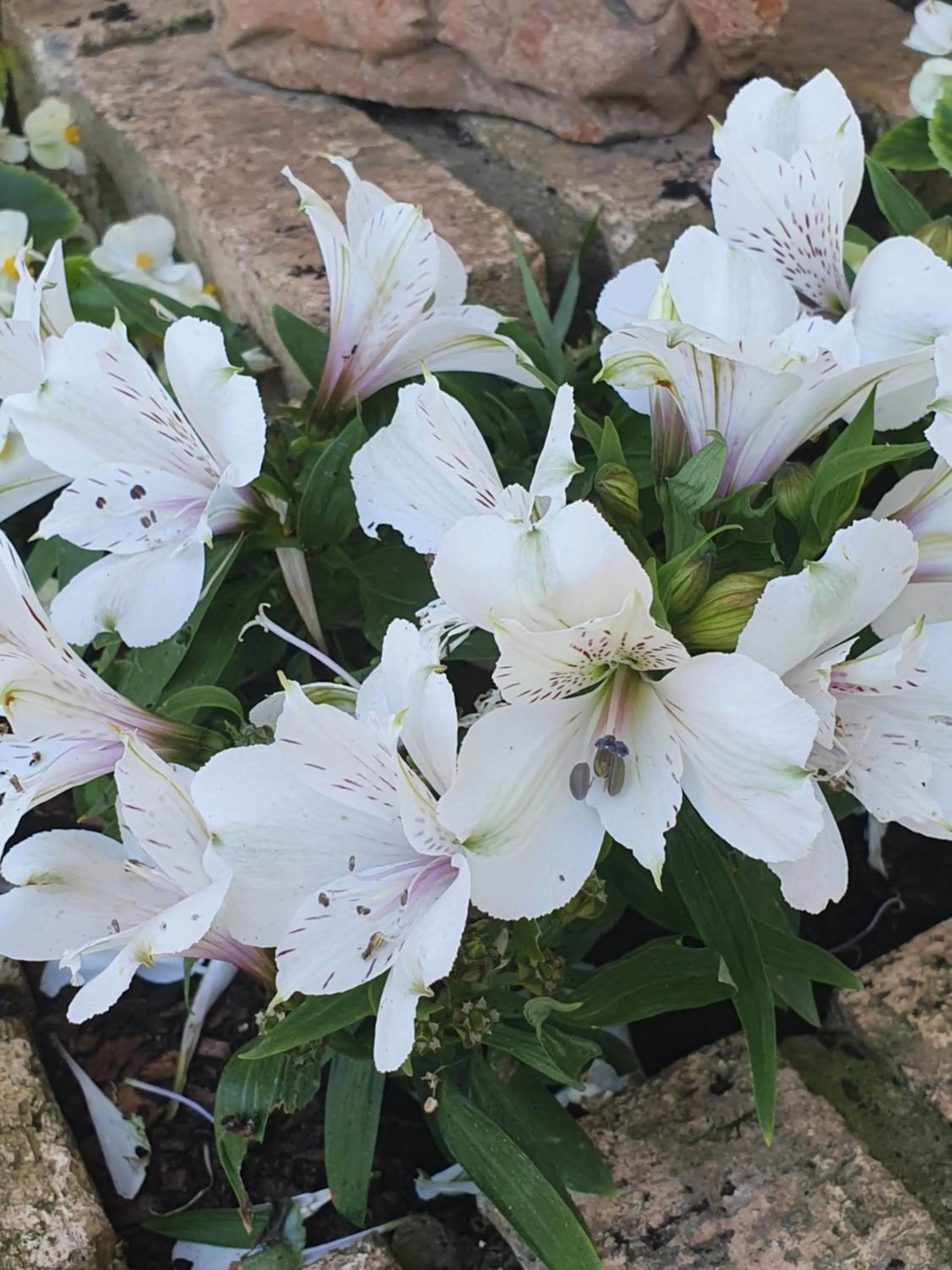 Garden in Villa Majestic for Exclusive Accommodation