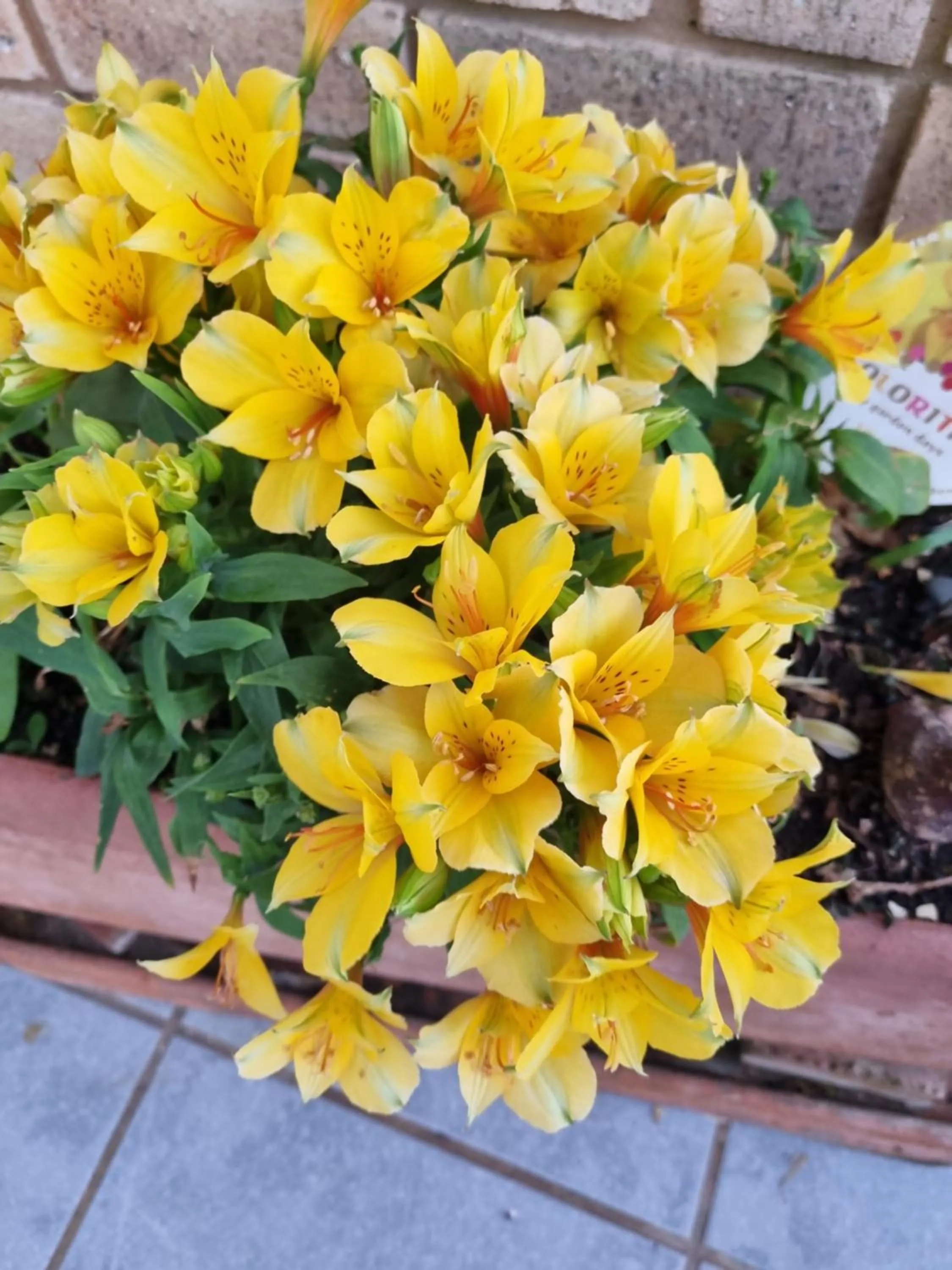 Garden in Villa Majestic for Exclusive Accommodation