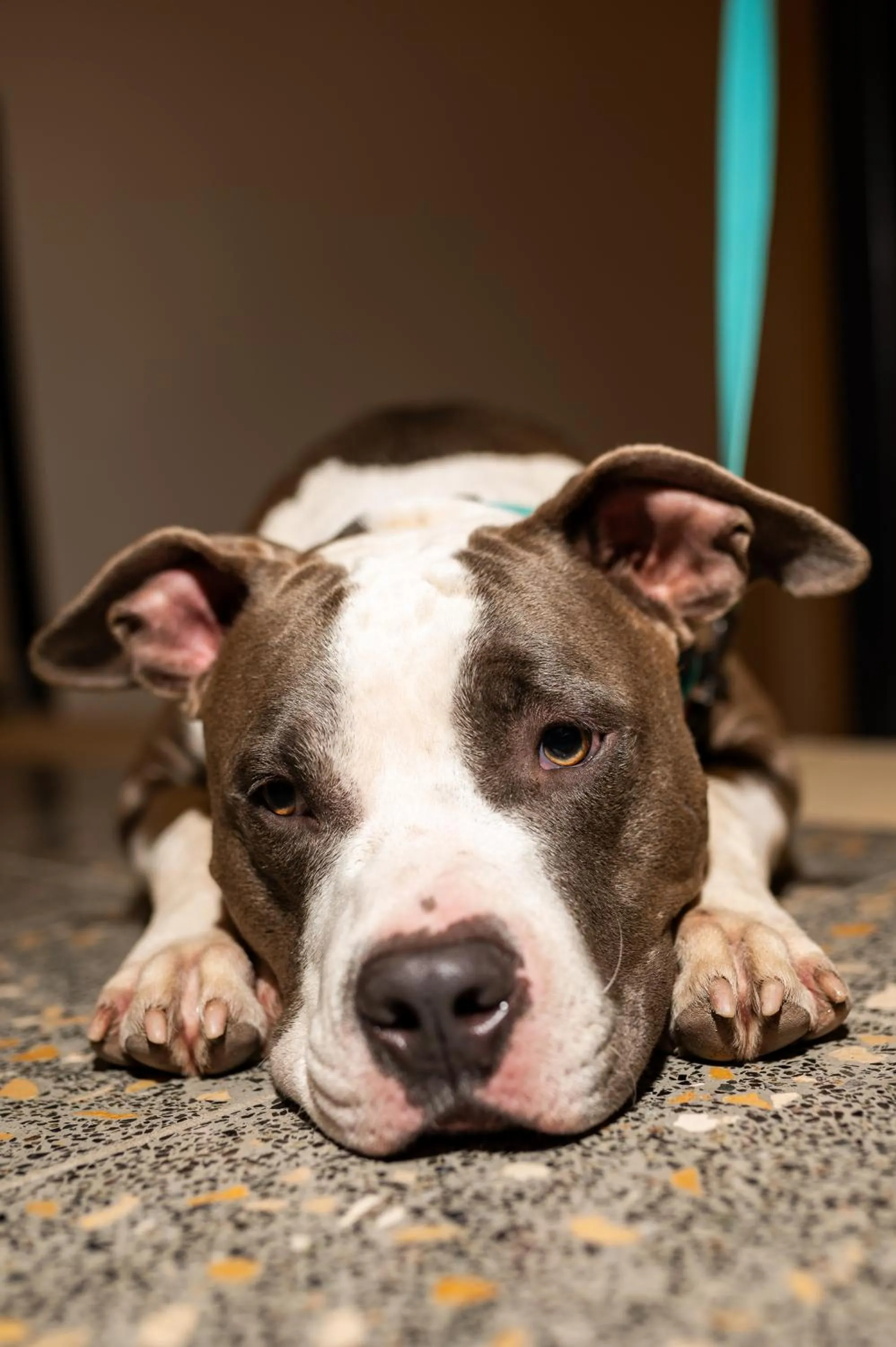 Pets in WELTWIEN Luxury Art Apartments & Free Parking