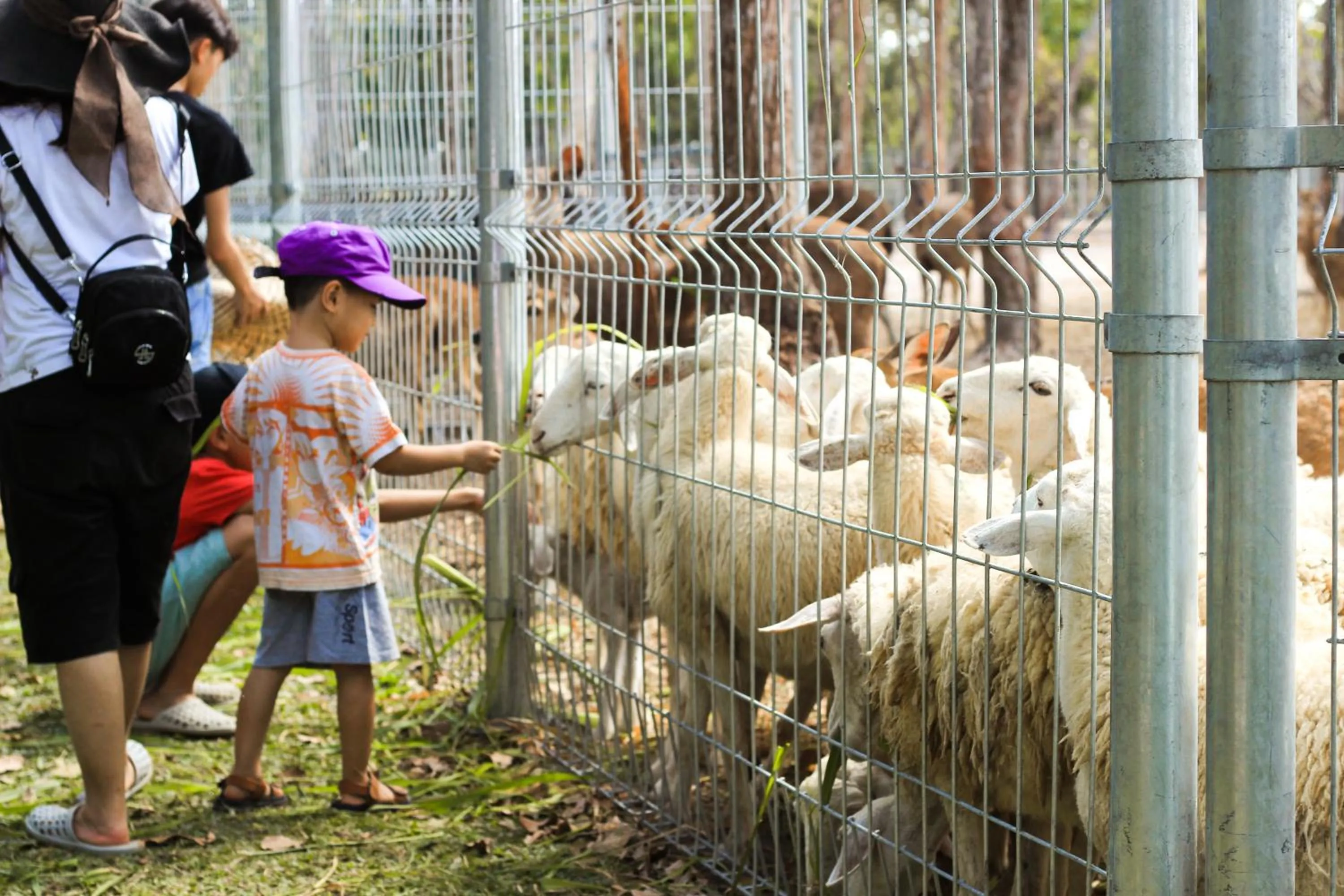 Animals in Minera Hot Springs Binh Chau