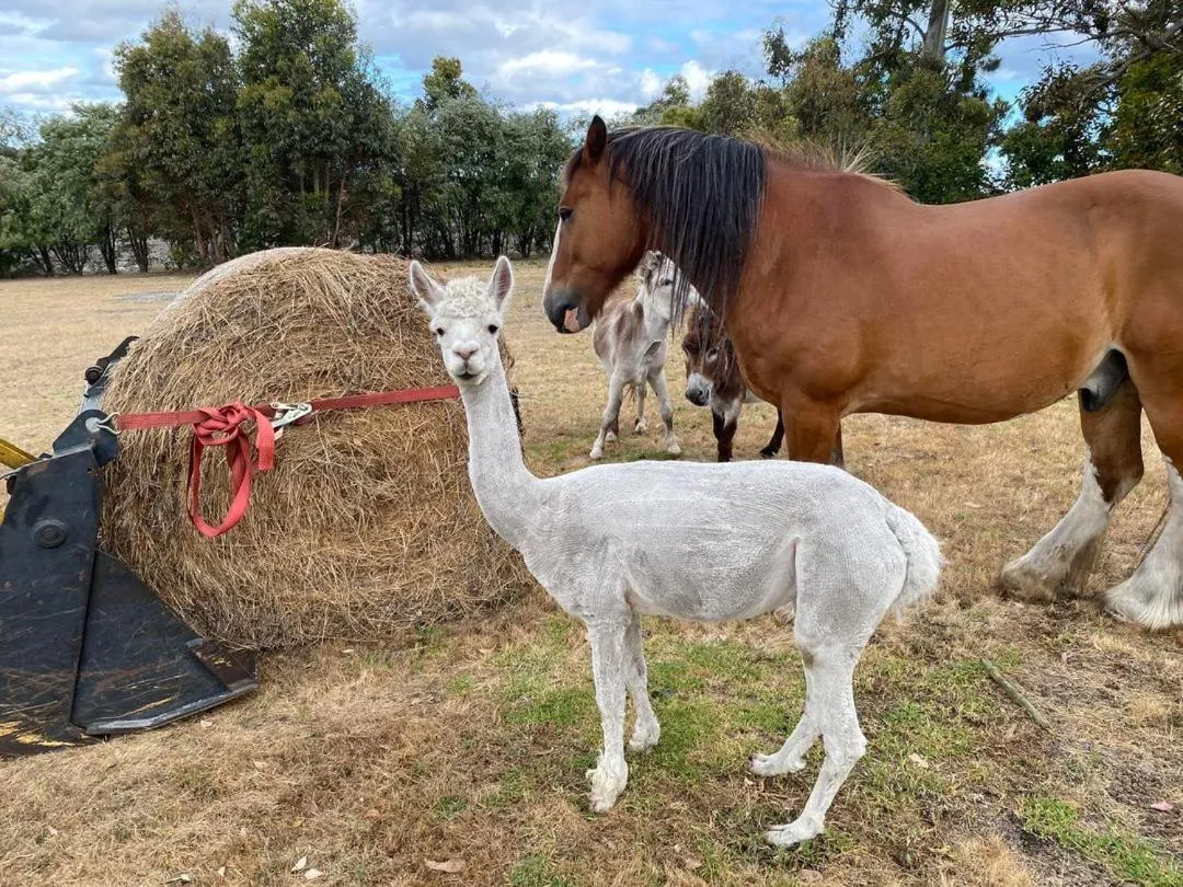 Horse-riding in BIG4 Middleton Beach Holiday Park